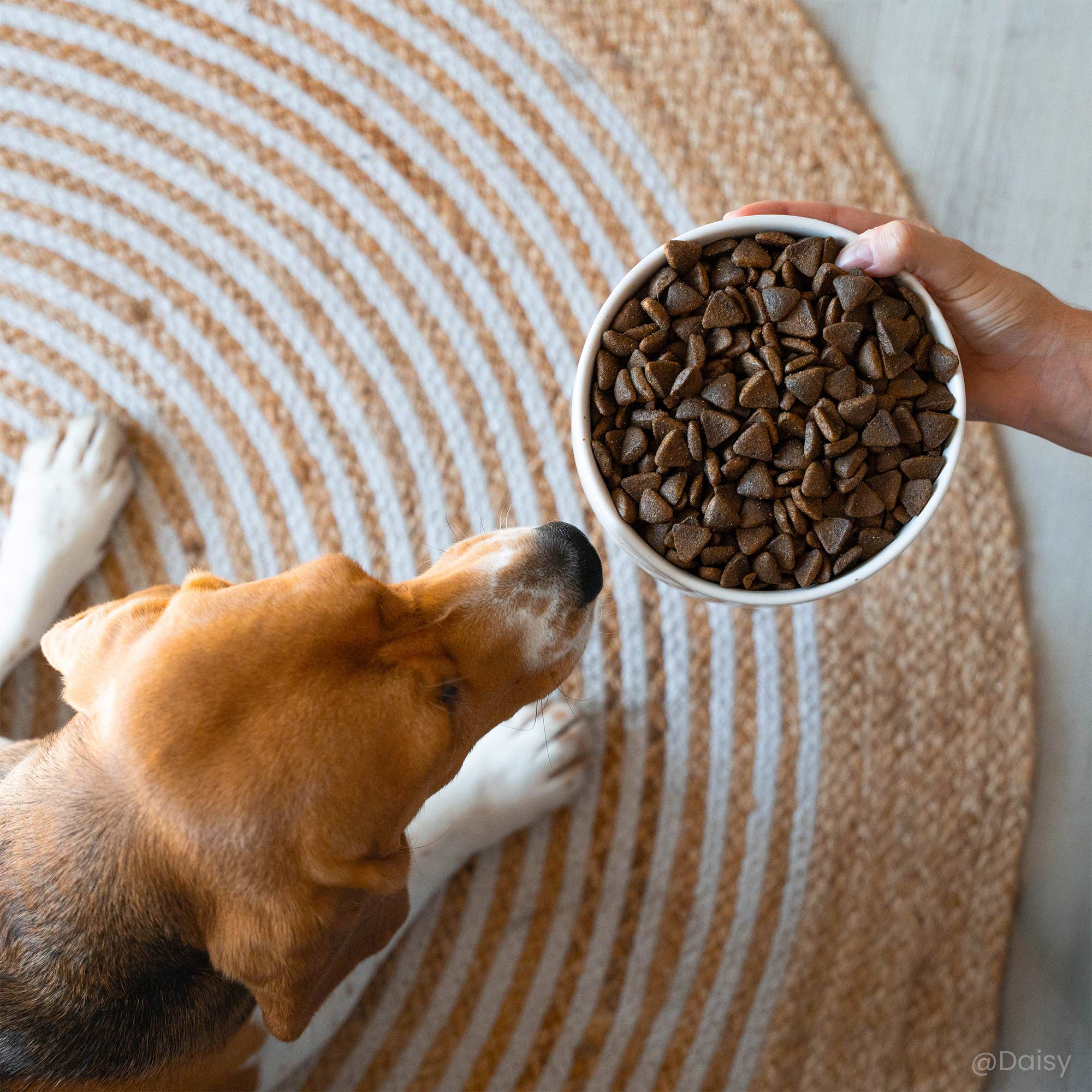 Beagle devant une gamelle contenant les croquettes Super Premium pour chien adulte de taille moyenne