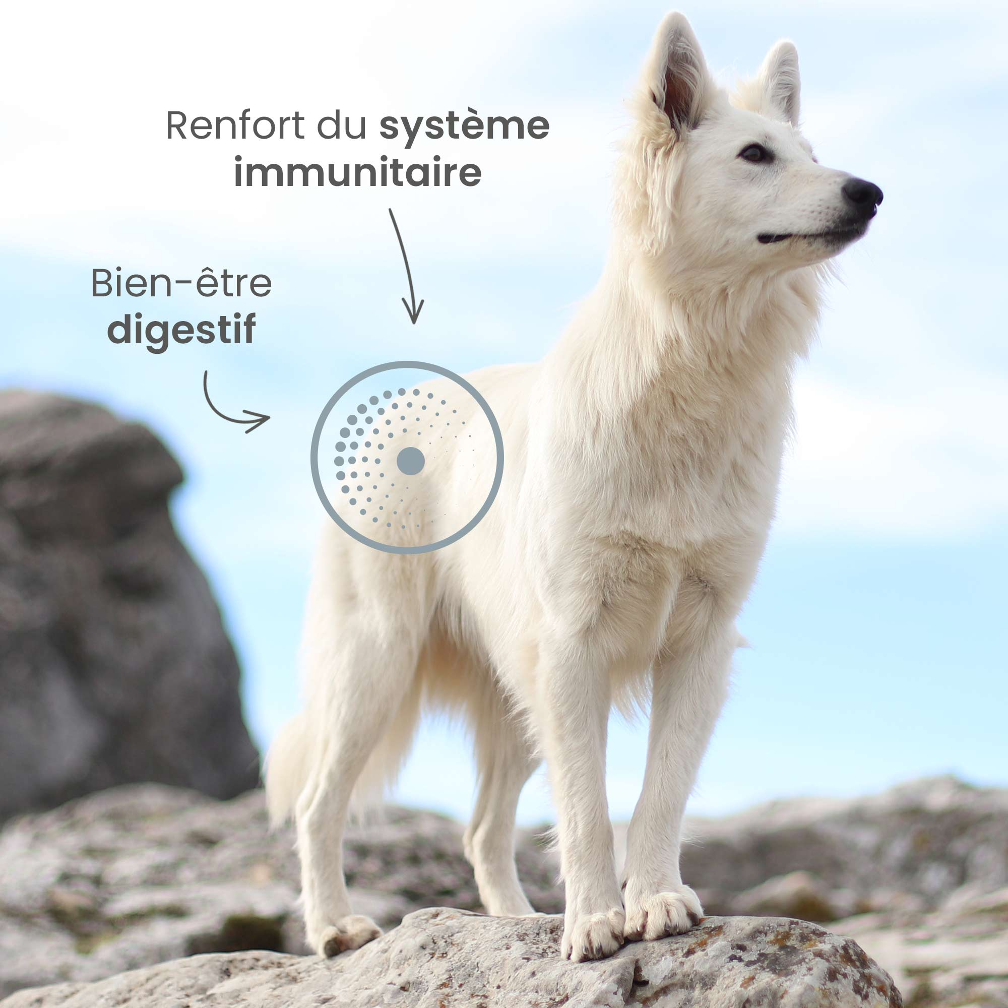 Berger blanc suisse debout au centre avec mise en avant des bienfaits de la recette