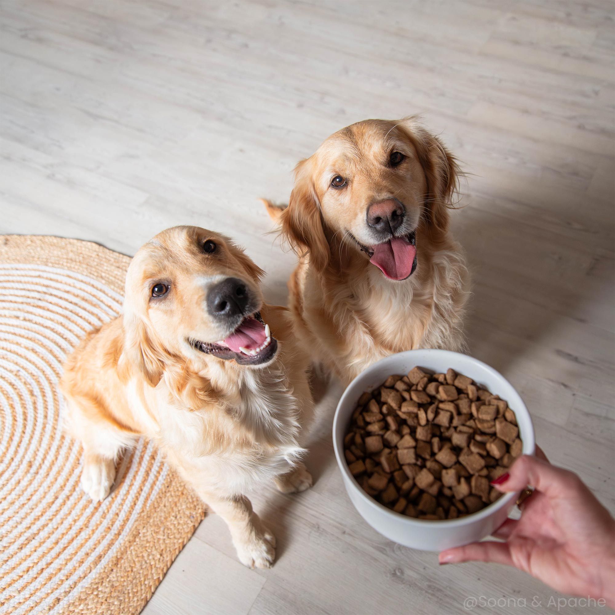 Deux chiens golden retriever devant une gamelle de croquettes Care pour chien adulte stérilisé / surpoids de toutes tailles