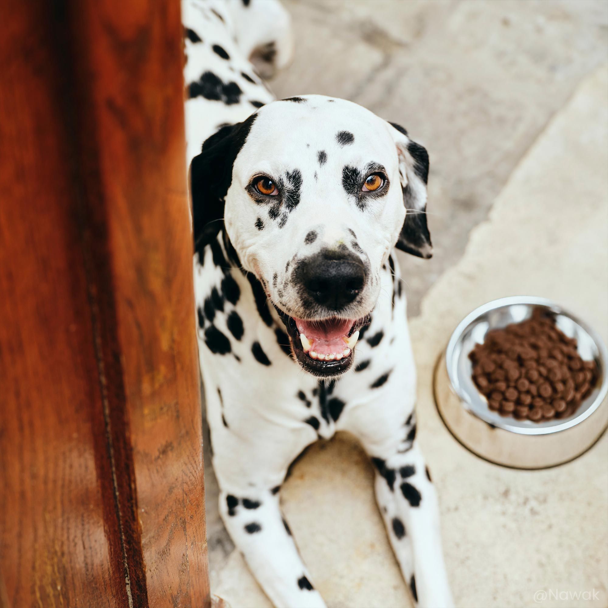 Dalmatien à côté d'une Gamelle de croquettes Care pour chien adulte senior de toutes tailles