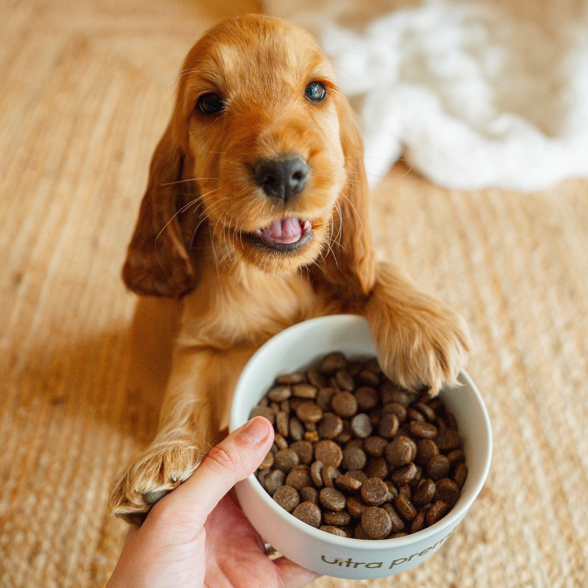 Chiot cocker avec gamelle de Croquettes Super Premium pour chiot de toutes tailles