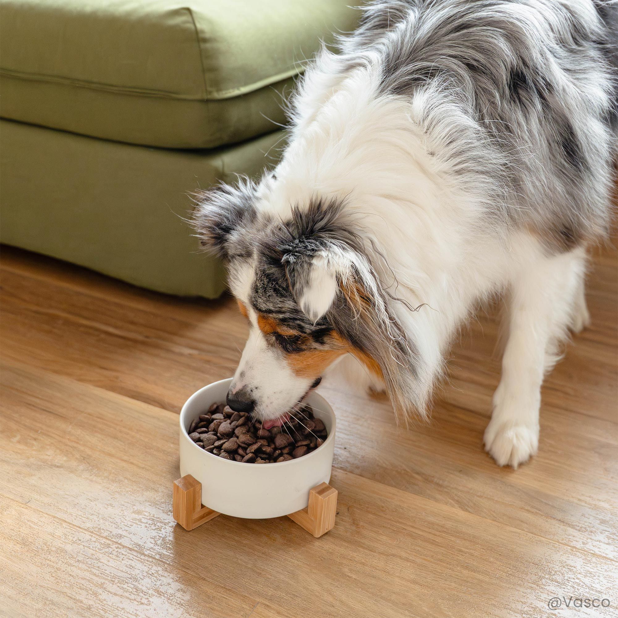 Berger Australien mangeant dans une gamelle contenant les croquettes sans céréales pour chien digestion sensible