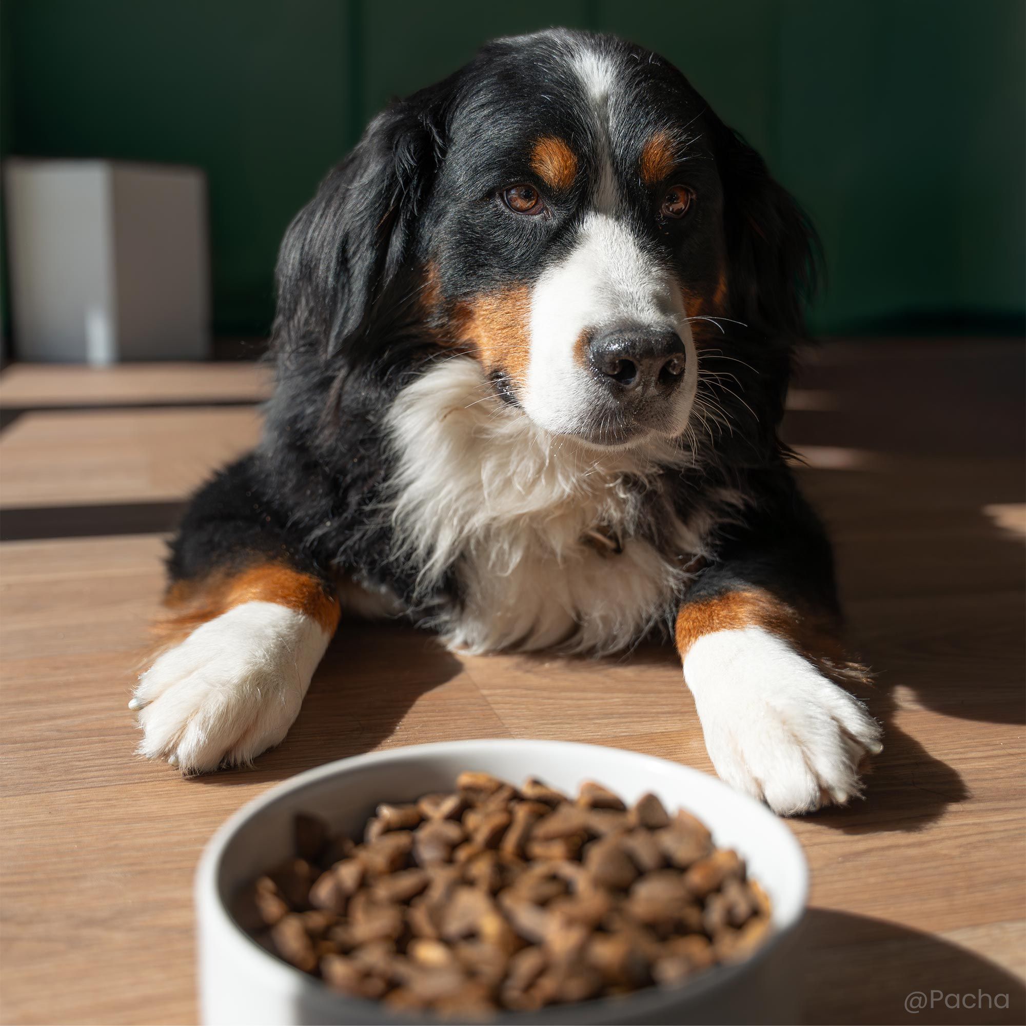 Bouvier Bernois devant une gamelle contenant les croquettes sans céréales pour chien stérilisé / surpoids en gros plan