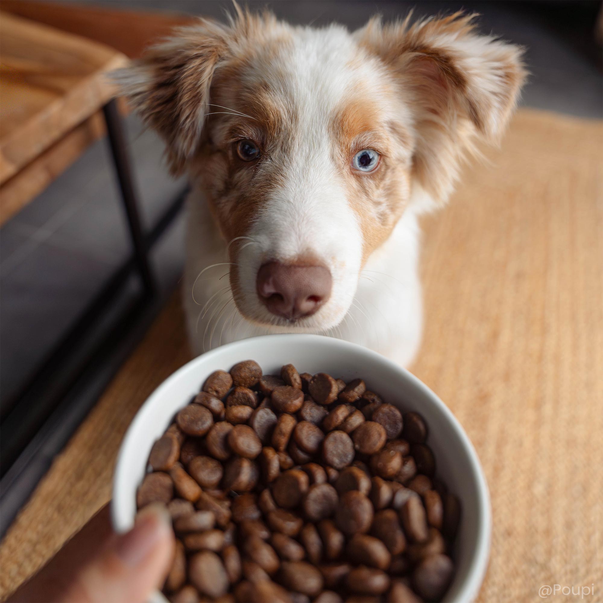 Chiot Berger Australien devant une gamelle de croquettes sans céréales au poulet frais pour chiot