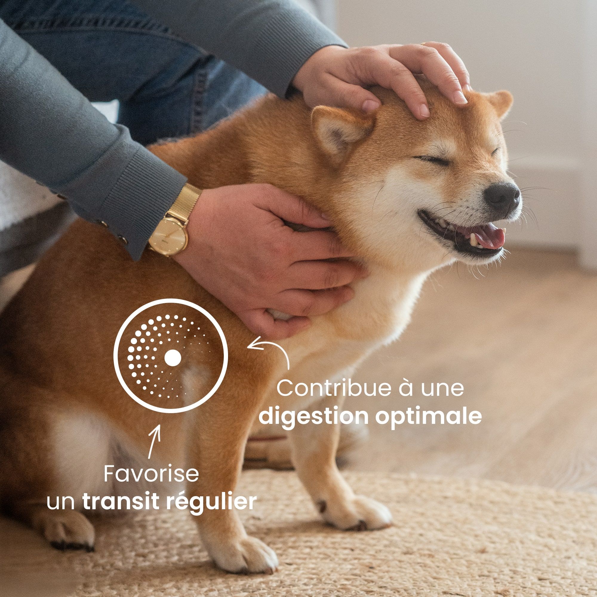 Shiba Inu se fait caresser et bénéfices produit 
