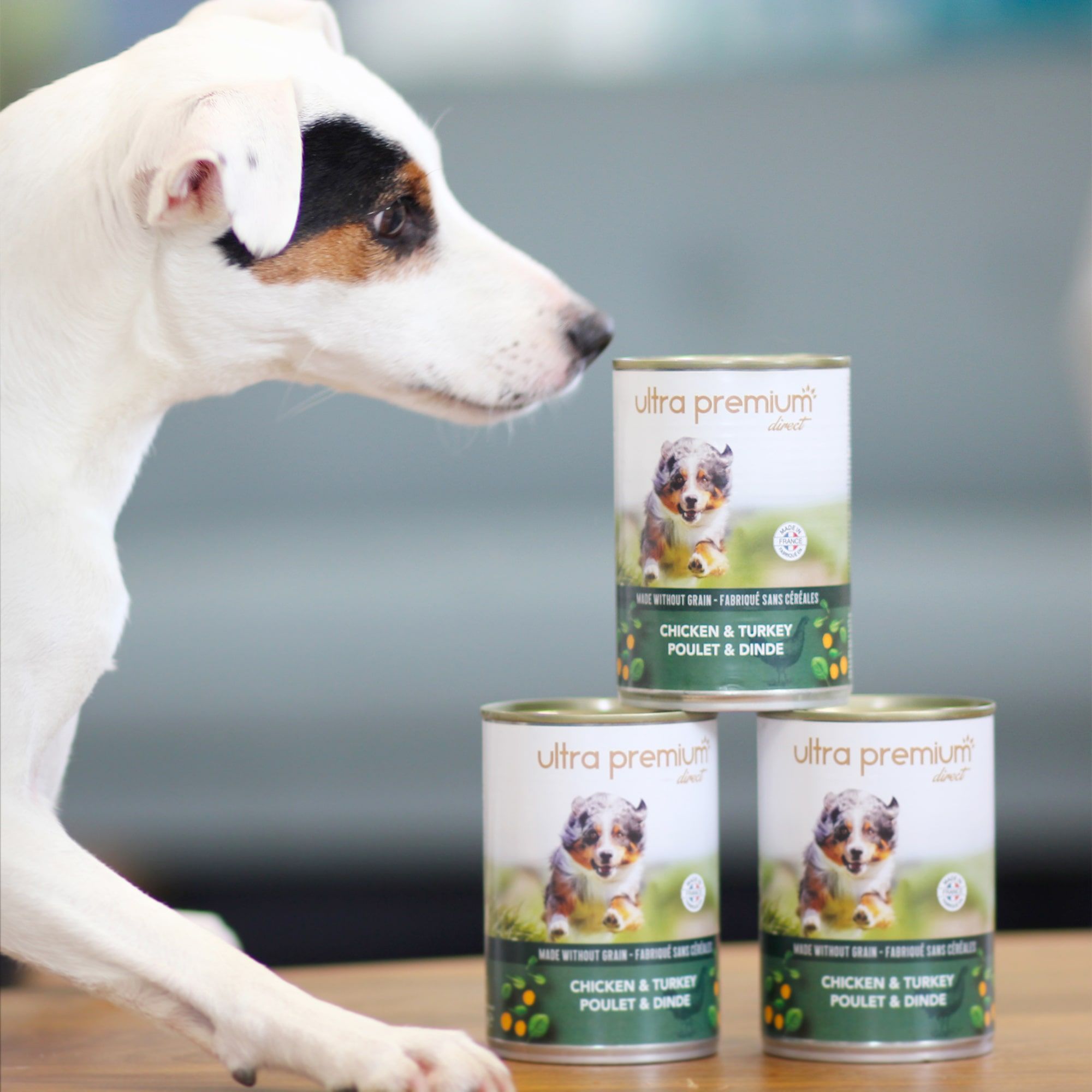 Jack Russell et 3 pâtées sans céréales au poulet & dinde