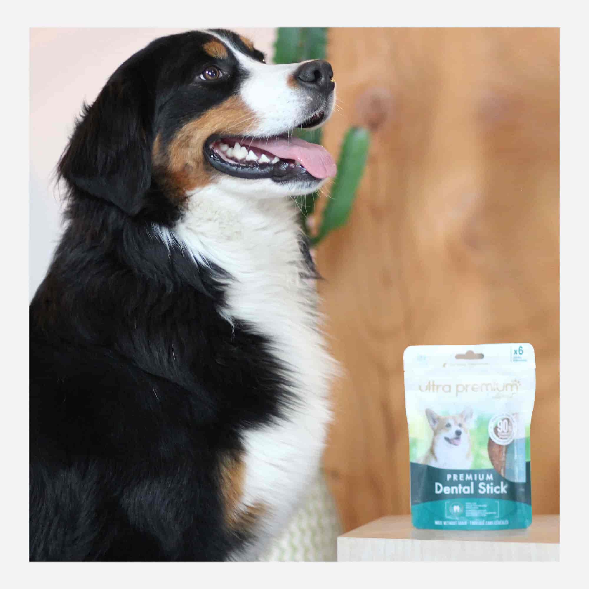 Bouvier bernois heureux à côté d'un sachet de Premium Dental Stick au poulet