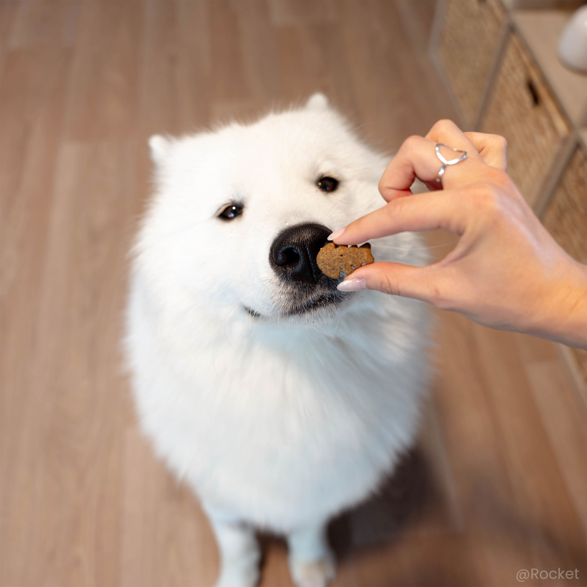 Friandise peau & pelage au saumon donné à un Samoyede assis