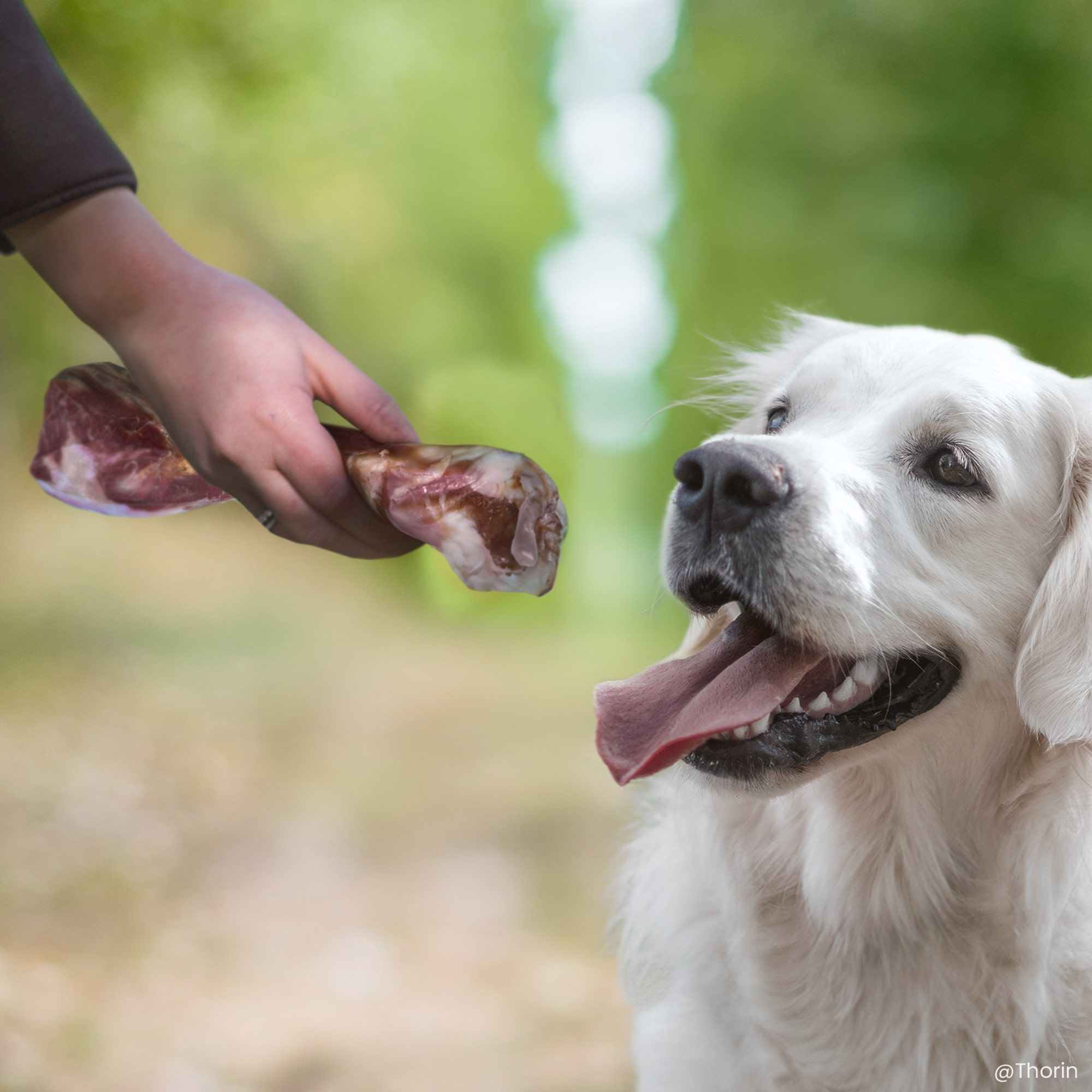 Os de jambon donnée à un Golden Retriever assis en extérieur
