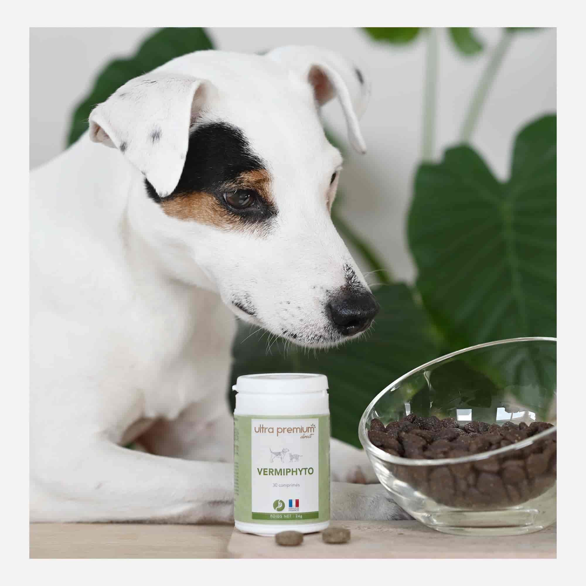 Chien blanc à côté d'un pot de Vermiphyto et d'un bol de comprimés