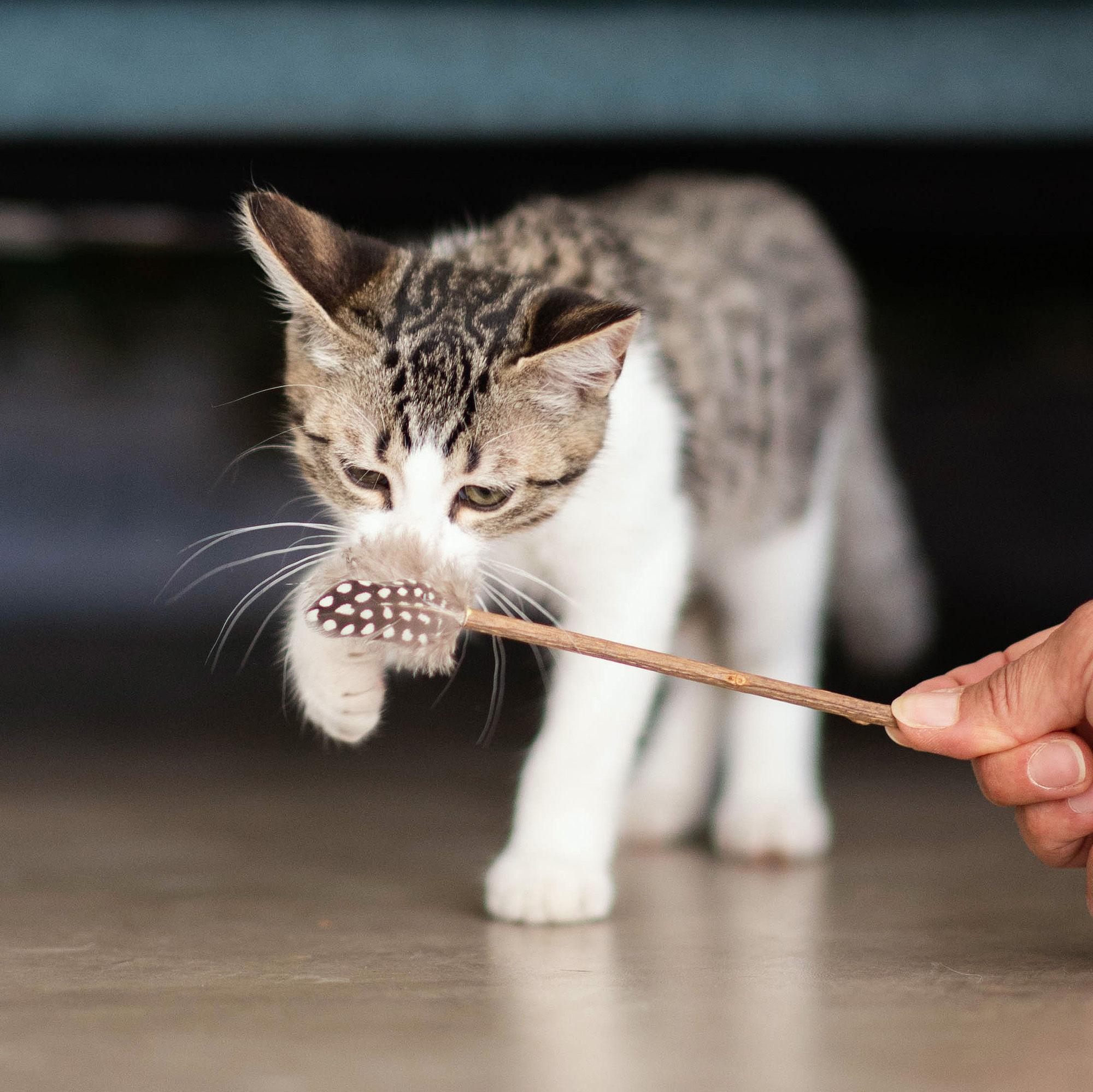 plumeau en matatabi pour chat