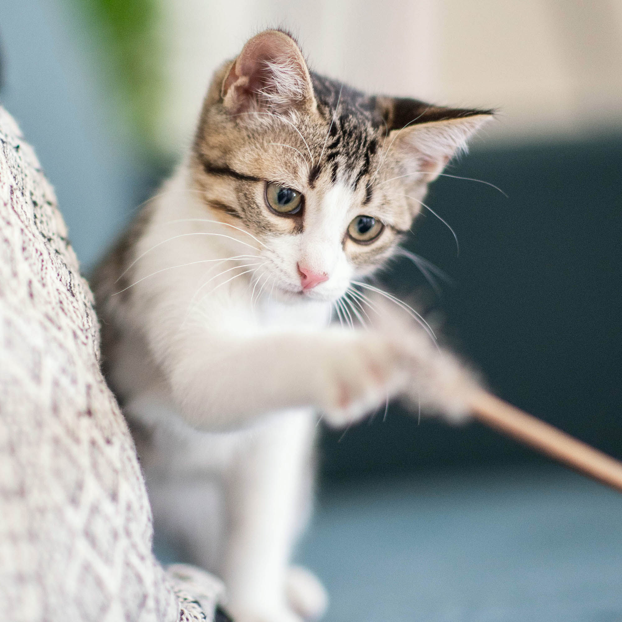 plumeau en matatabi pour chat