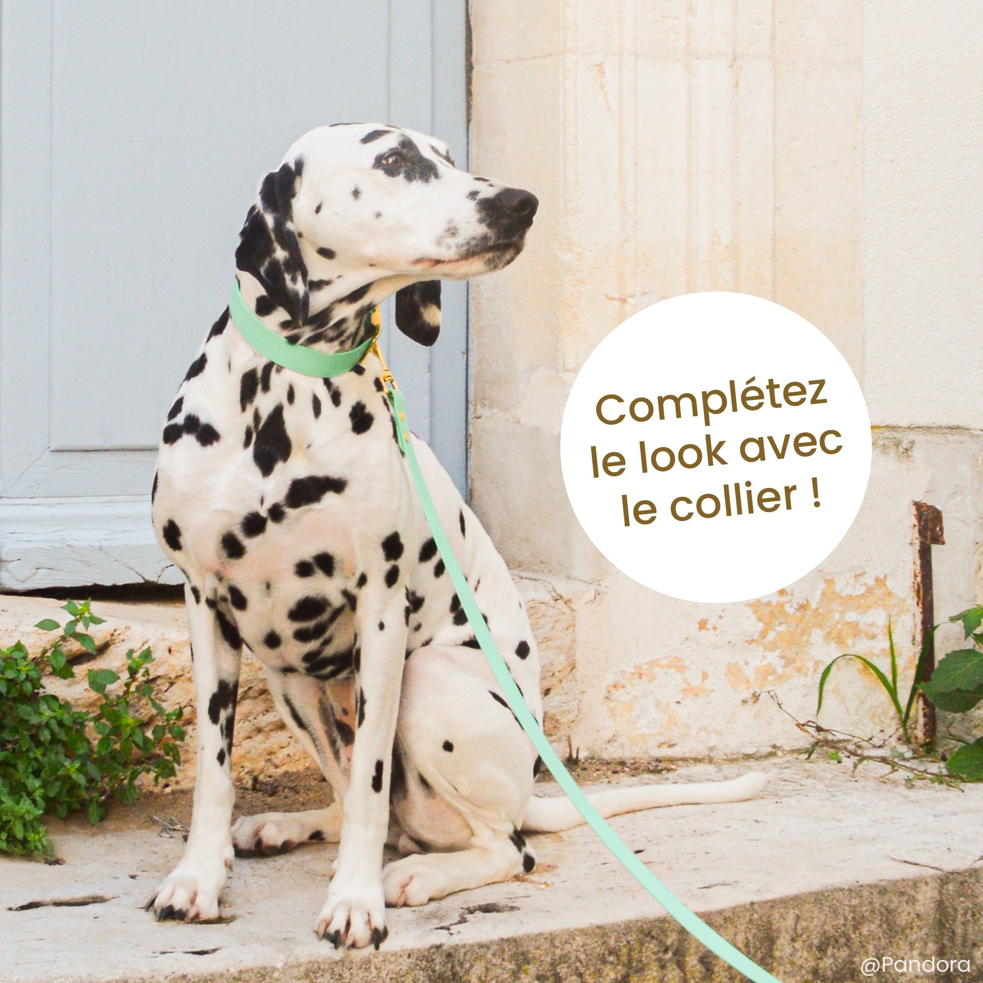 Dalmatien avec un collier et une laisse vert sauge Fidèle Paris en partenariat avec Ultra Premium Direct