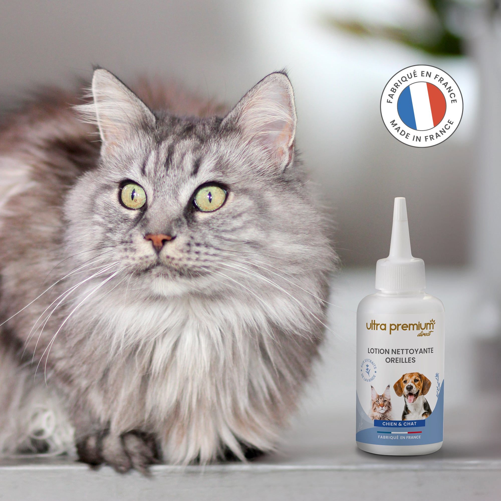 Maine Coon assis à côté d'une lotion nettoyante oreilles pour chien et chat