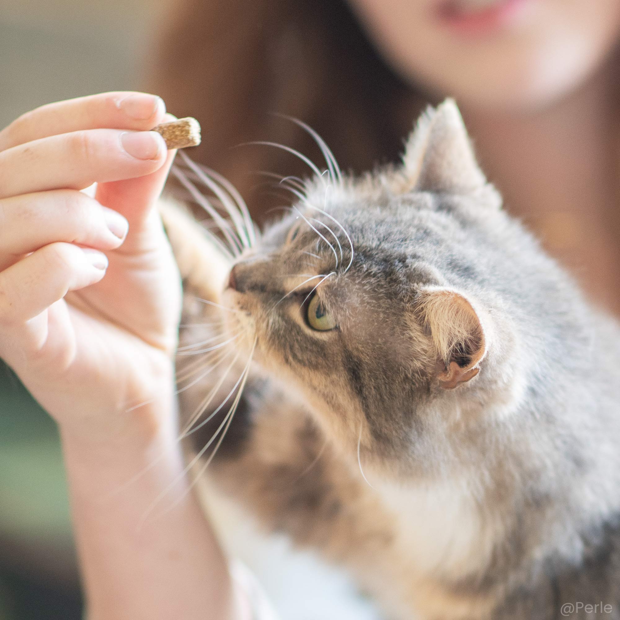 Friandise apaisante sans céréales donnée à un Maine Coon gris