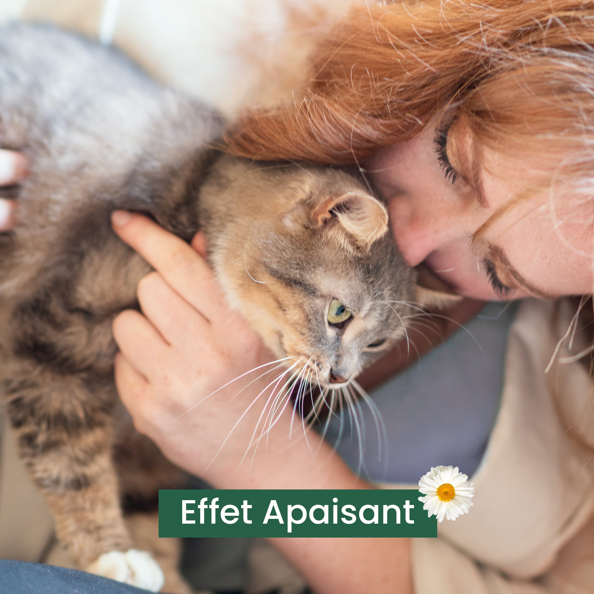 Mise en avant de l'effet apaisant des friandises avec un Maine Coon gris recevant un calin