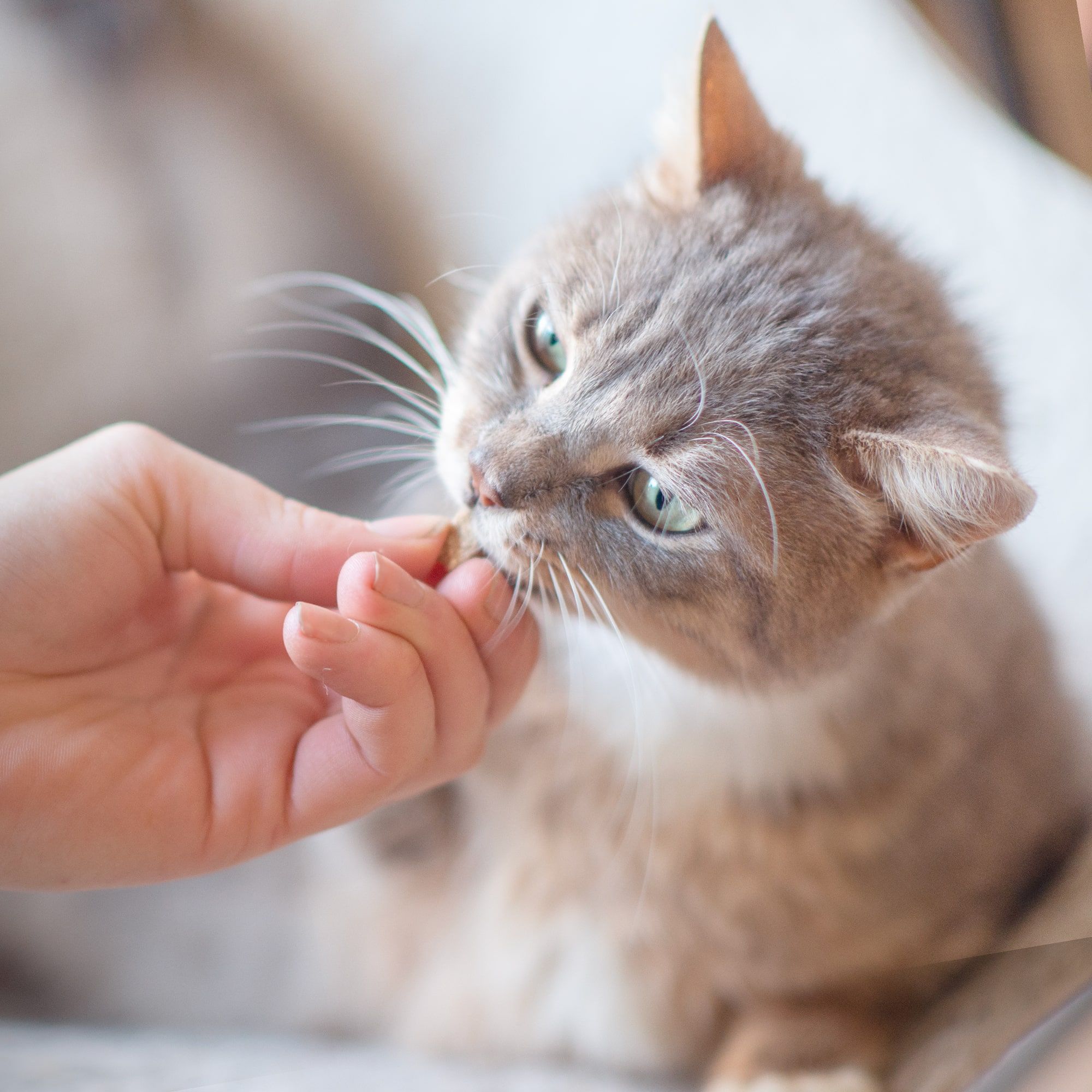 Friandise apaisante sans céréales donnée à un Maine Coon