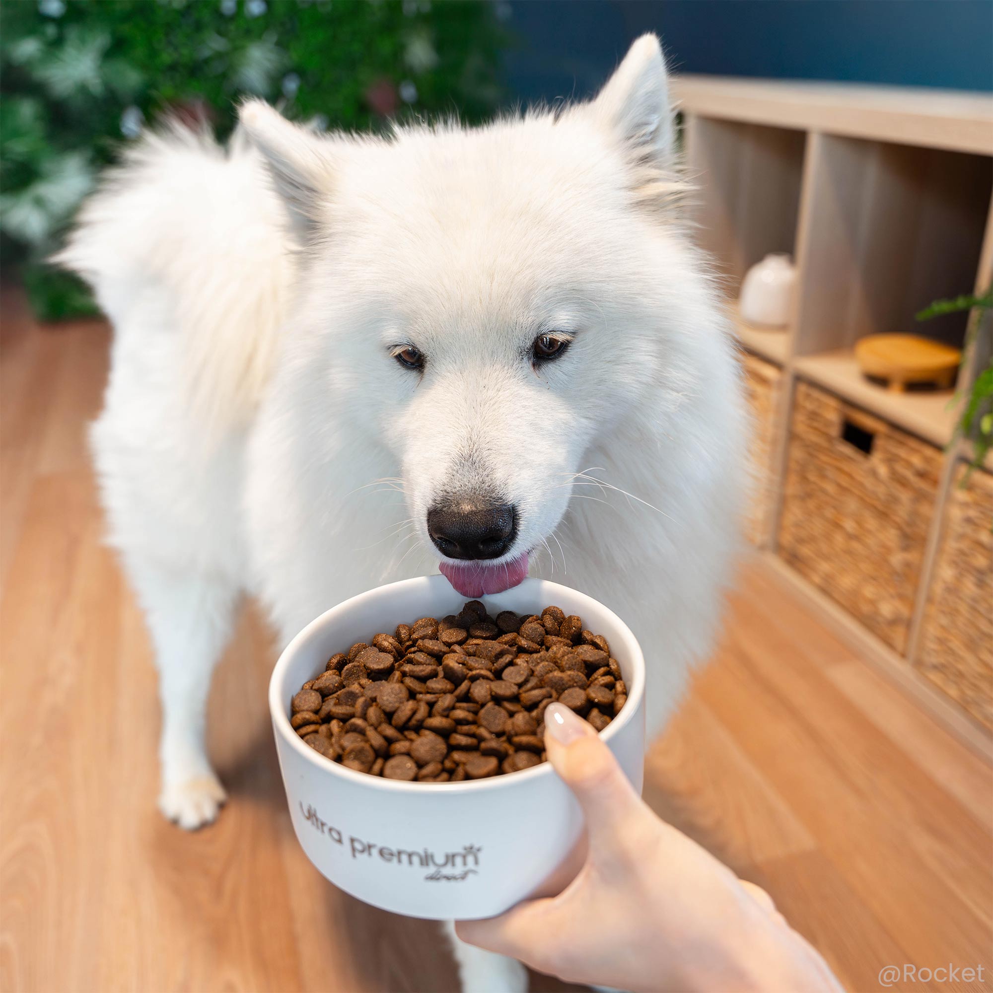Samojeed voor een kom met hypoallergeen Care hondenvoer voor volwassen honden van alle maten (close-up)