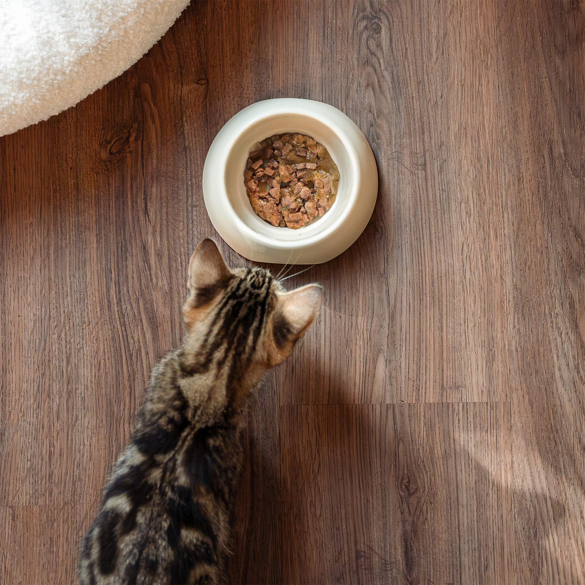 Kitten voor een kom met graanvrije kip in gelei op een bord