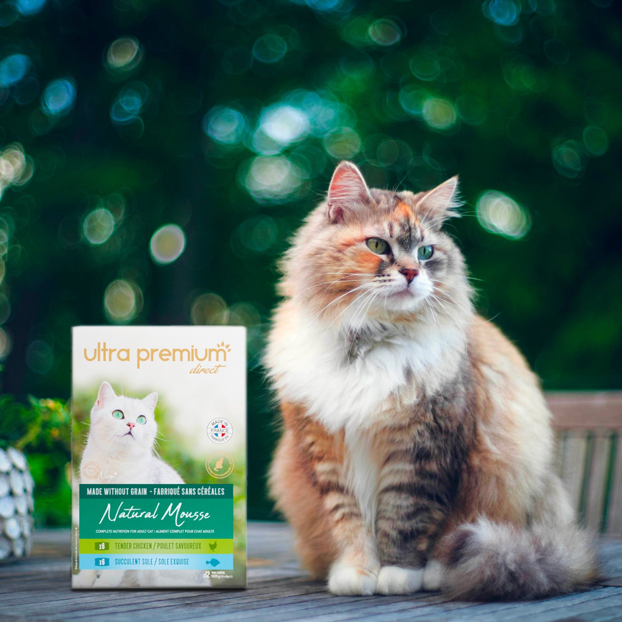 Buitengember Maine Coon zittend naast een blik tong- en kipgraanvrije mousse voor volwassen kat