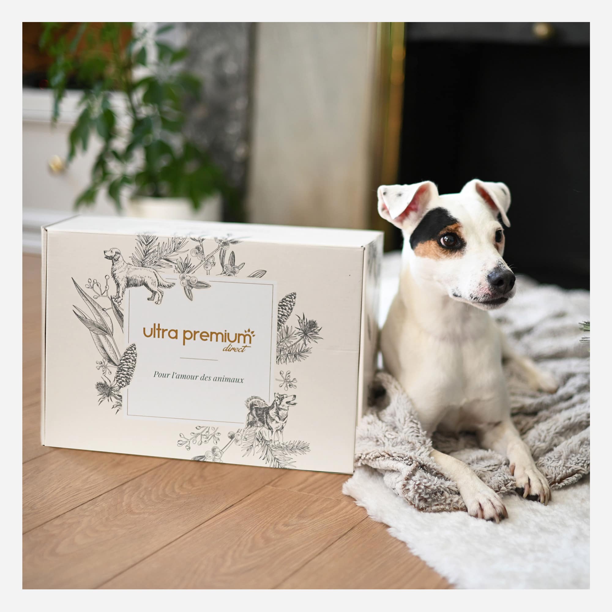Geschenkdoos voor hond