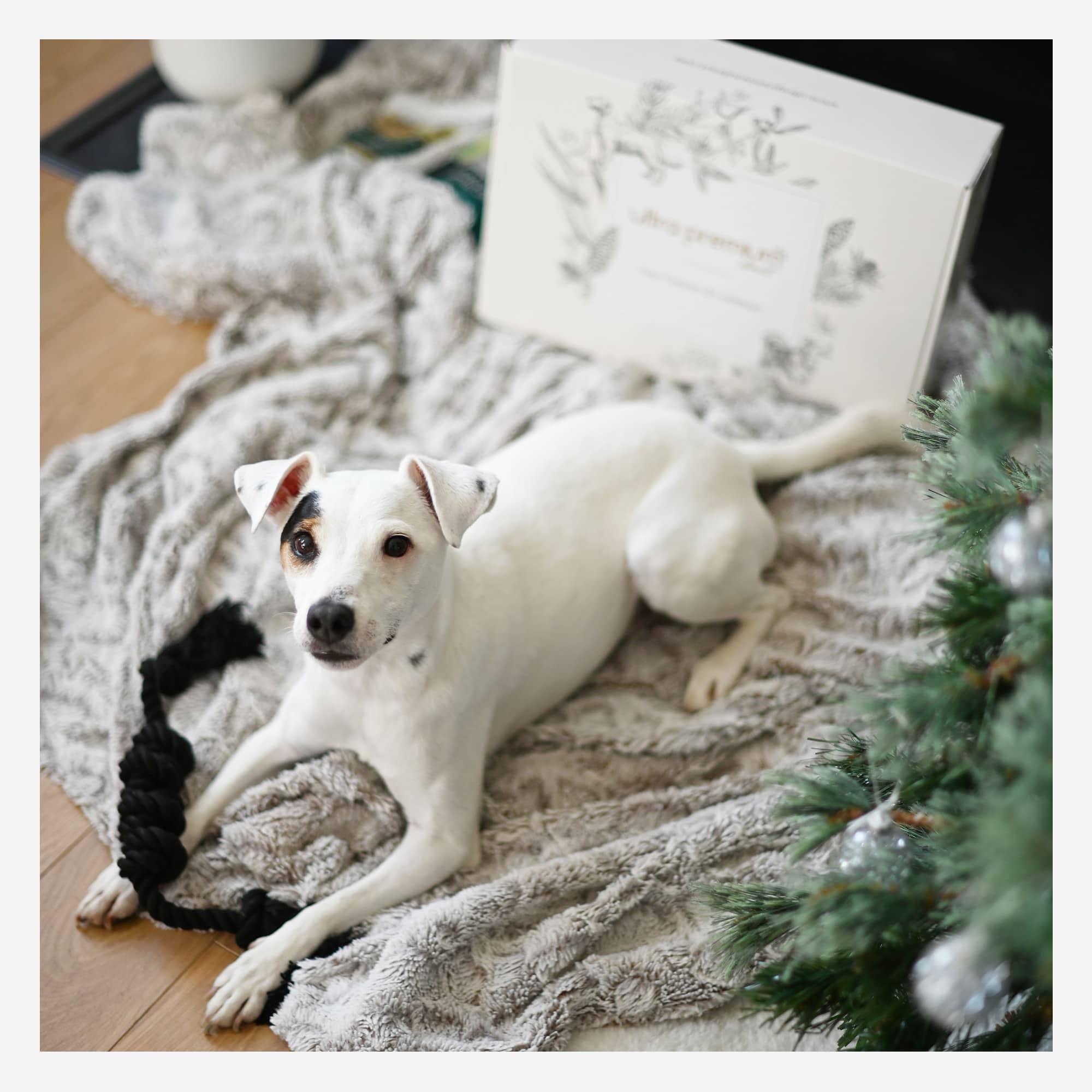 Geschenkdoos voor hond