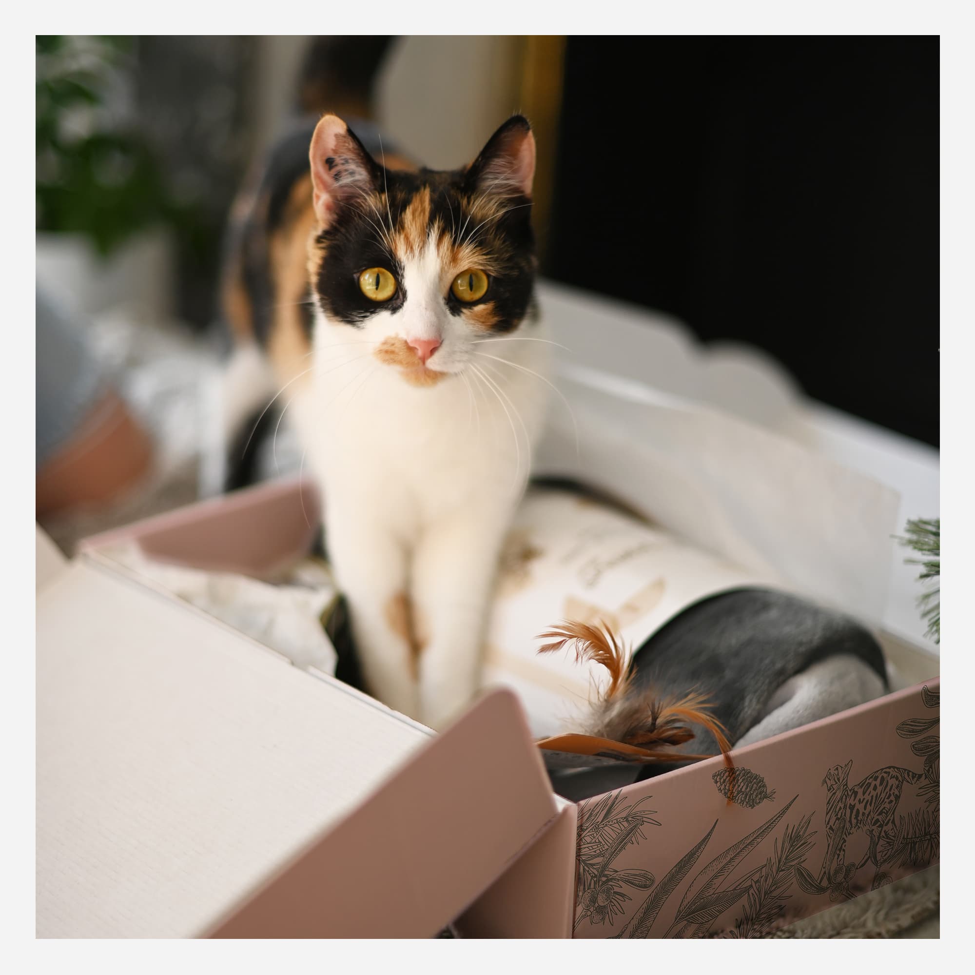 Geschenkdoos voor kat