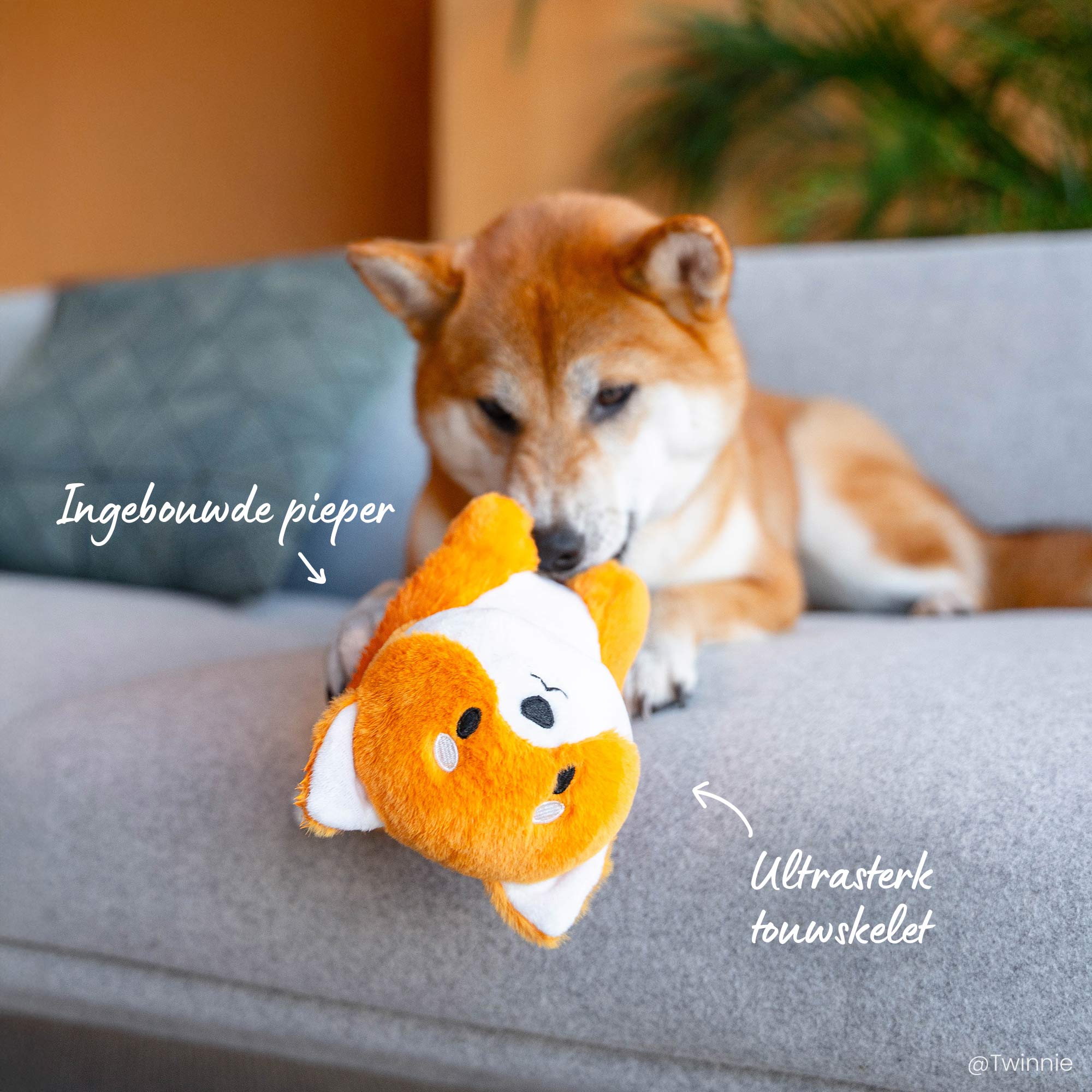 Shiba speelt met een shiba-knuffel. De knuffel heeft een skelet van touw en een pieper aan de binnenkant.