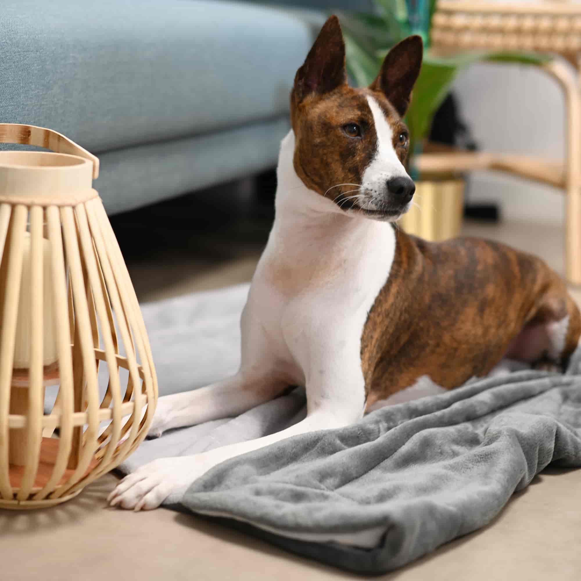 Hond ligt binnen op de ultrazachte Ultra Premium Direct deken