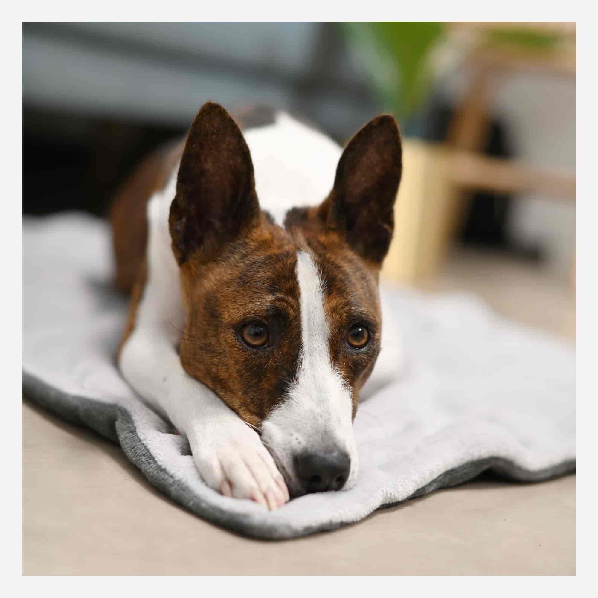 Hond liggend op de witte kant van de Ultra Premium Direct omkeerbare deken