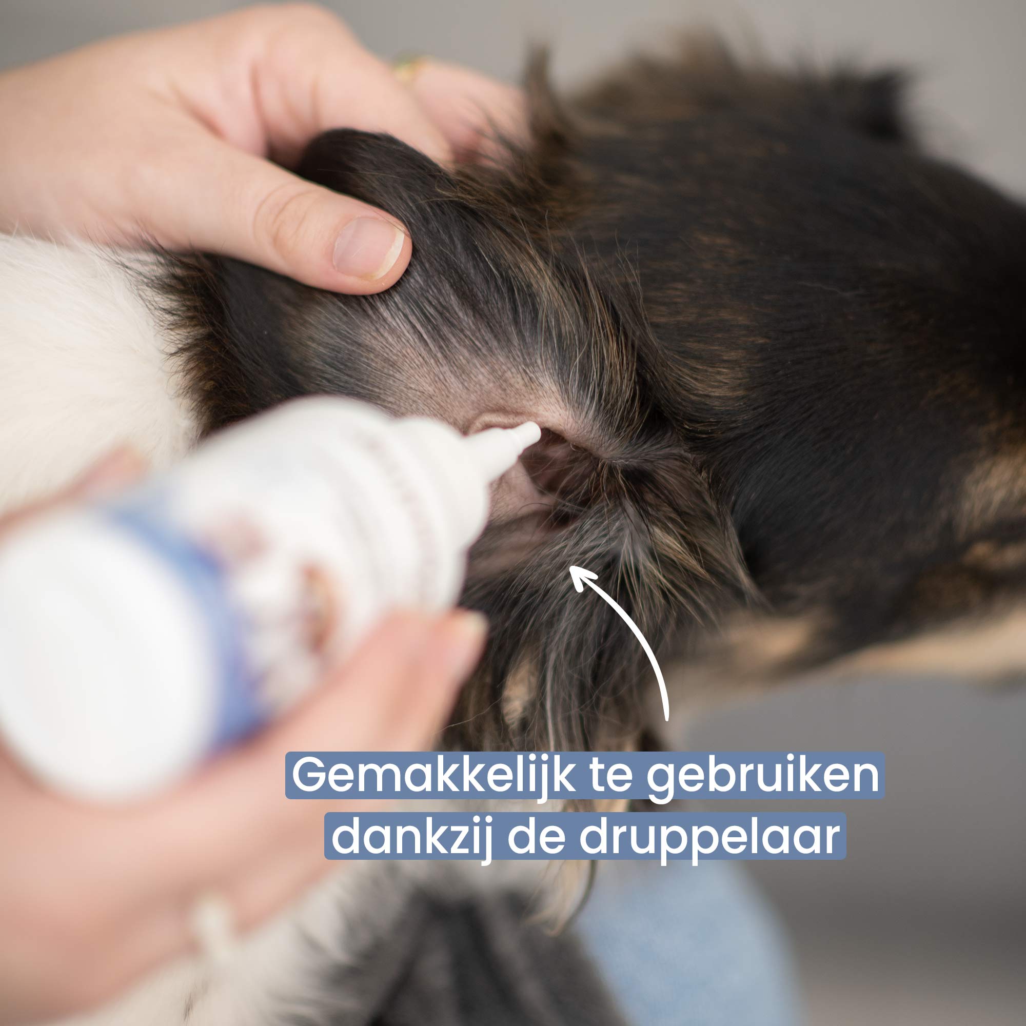 Maine Coon zit naast oorreinigingslotion voor hond en kat