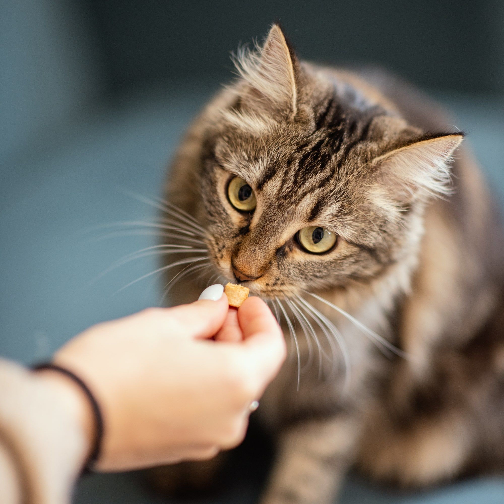 Gevriesdroogde kippentraktatie gegeven aan een Maine Coon die binnen zit