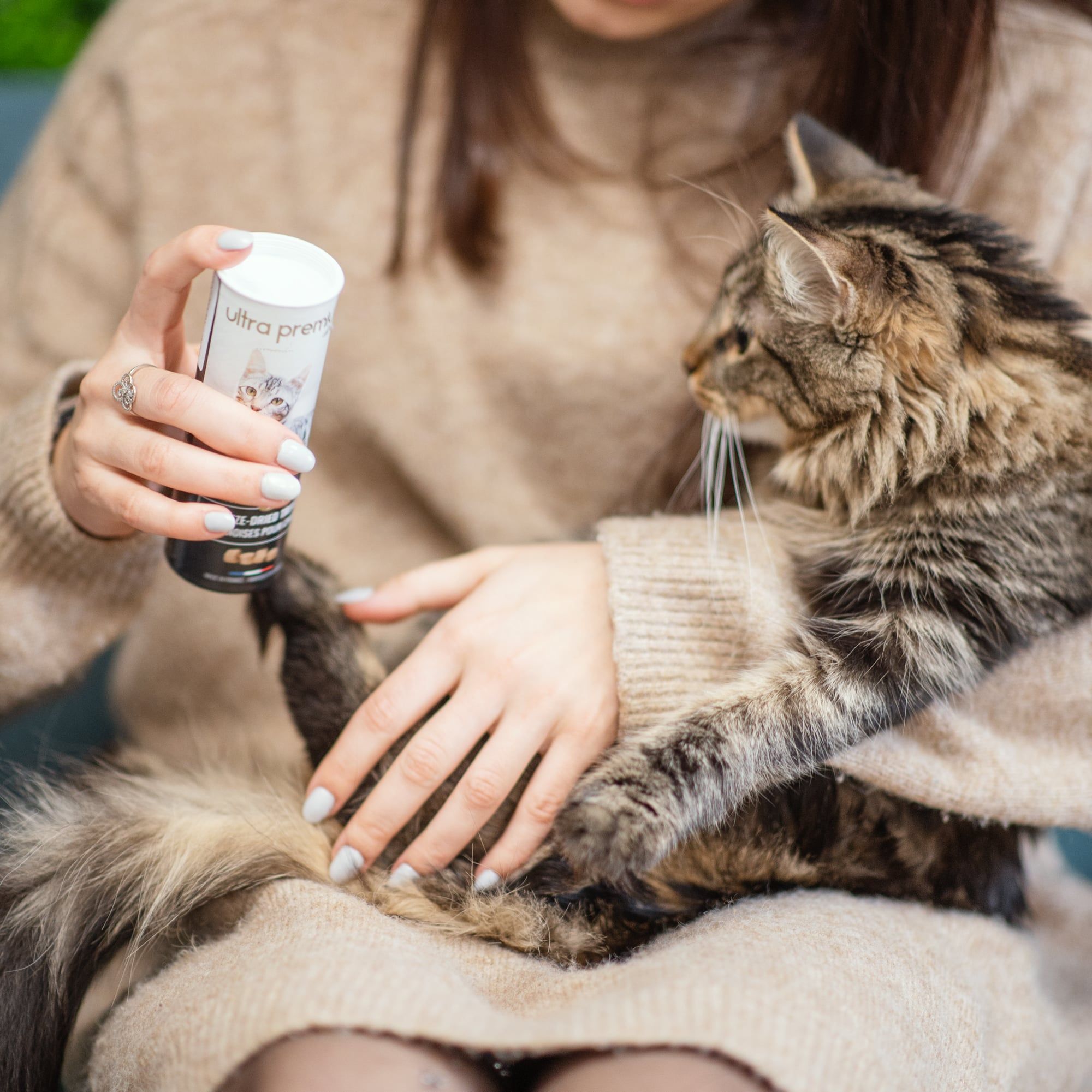 Maine Coon zit in de armen van zijn baasje en kijkt naar een snacks gevriesdroogde kippensnoepjes
