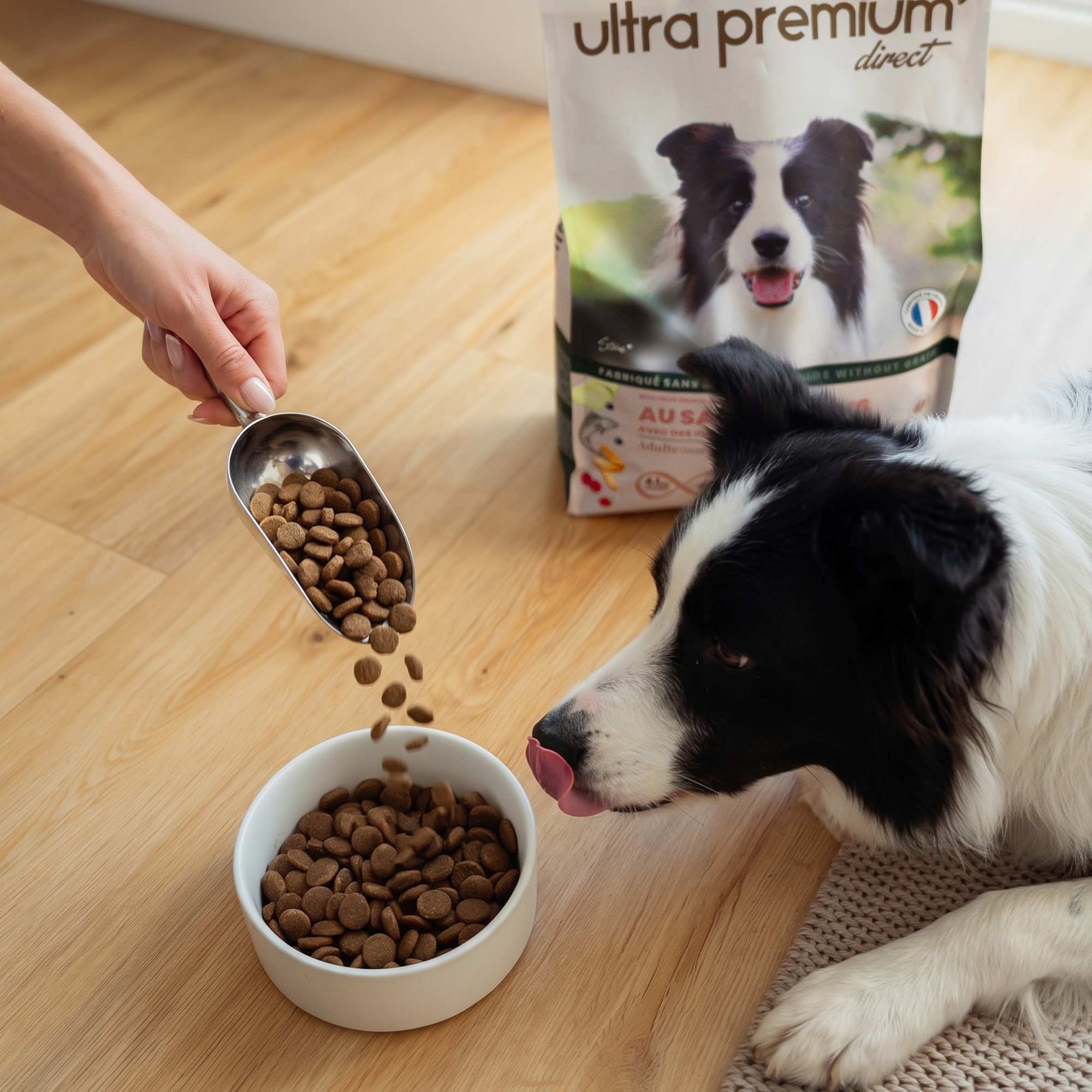 Hond voor een bak met graanvrij hondenvoer voor volwassen honden met verse zalm