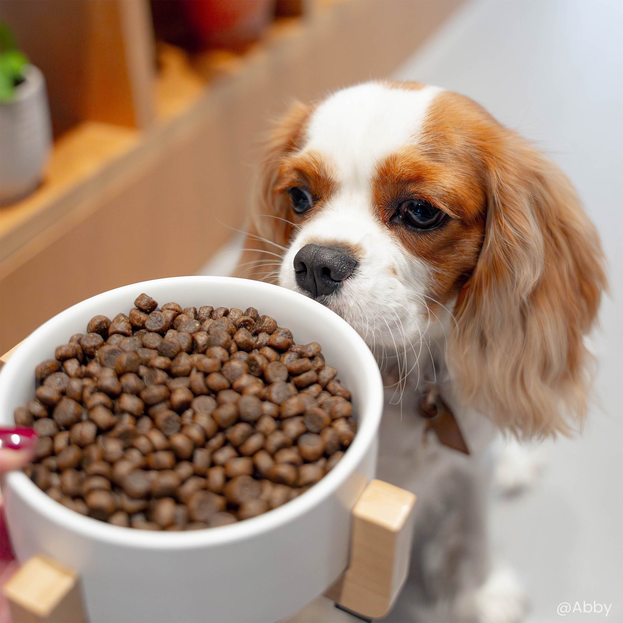 Cavalier King Charles devant une Gamelle contenant les croquettes Super Premium pour chiot de petite et moyenne taille en gros plan