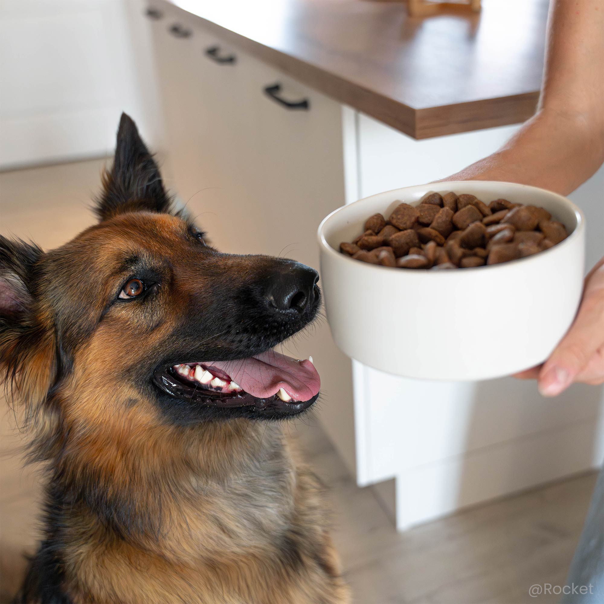 Berger Allemand devant une gamelle de croquettes Super Premium pour chien adulte de grande taille