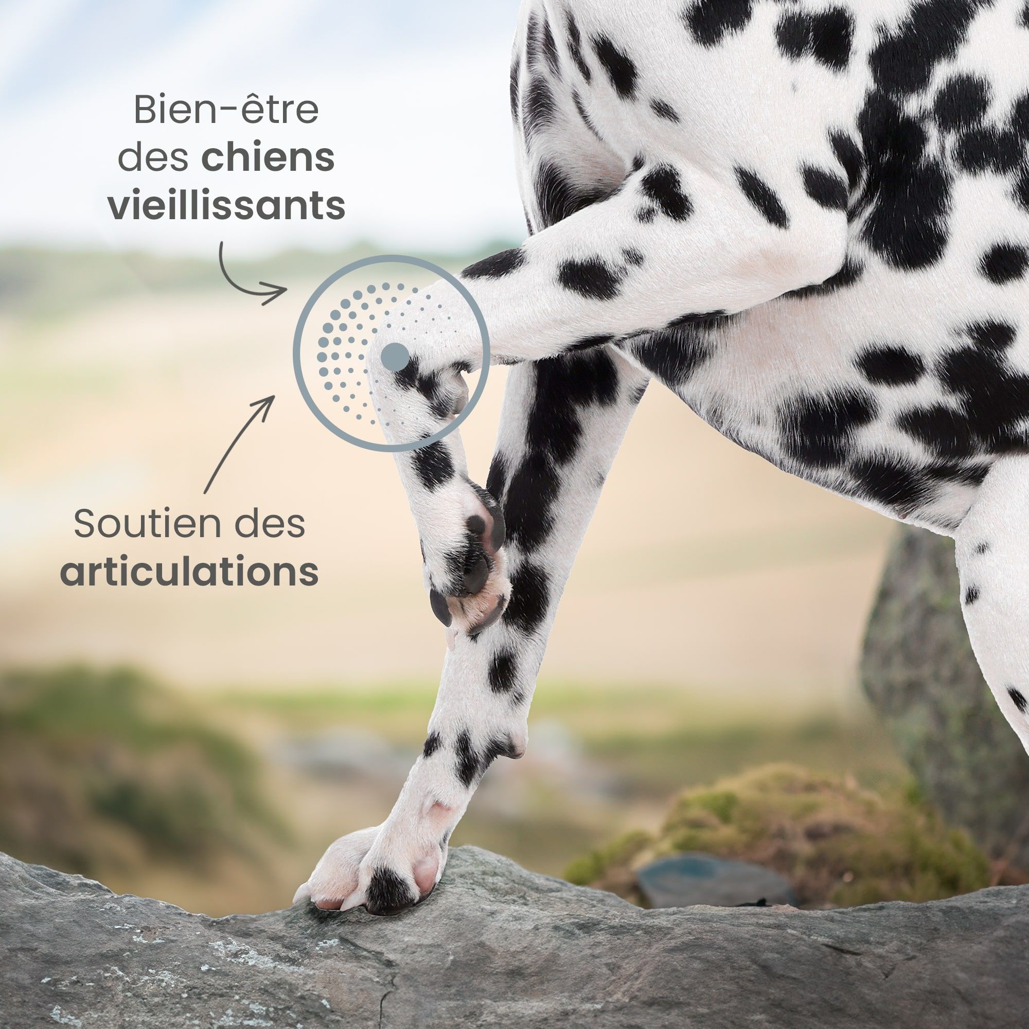 Patte de Dalmatien en centre avec mise en avant des bienfaits de la recette