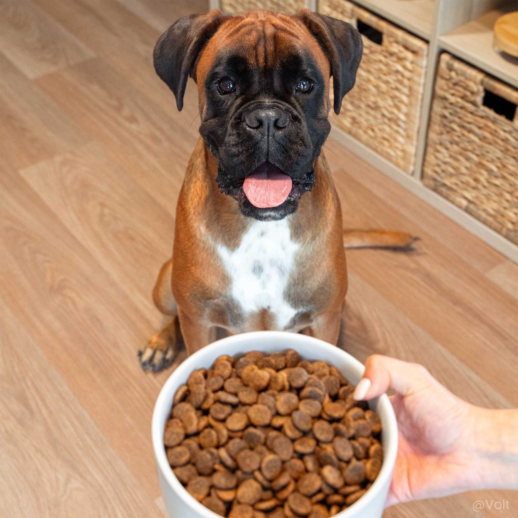 Boxer marron devant une gamelle remplie de croquettes peau et pelage pour chien adulte toutes tailles au saumon