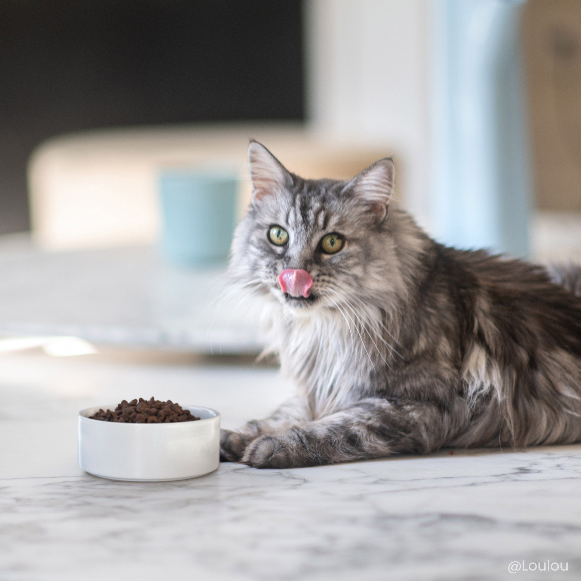 Chat à côté d'une gamelle contenant les croquettes sans céréales au poulet pour chat adulte stérilisé