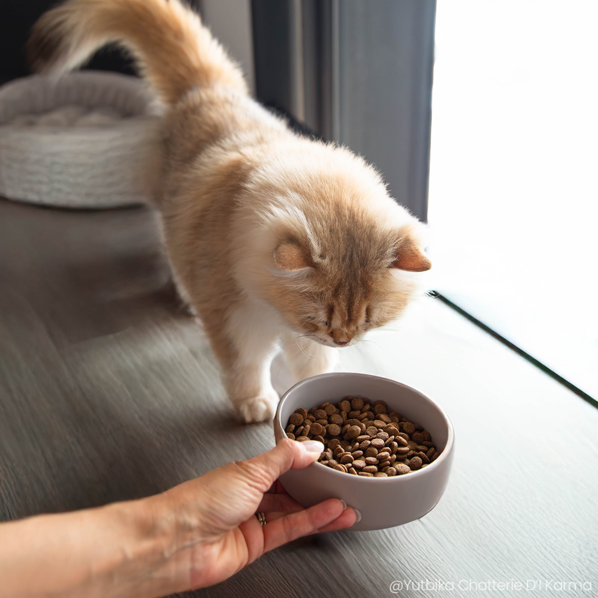 British longhair devant une gamelle contenant les croquettes sans céréales au poulet frais pour chat adulte stérilisé