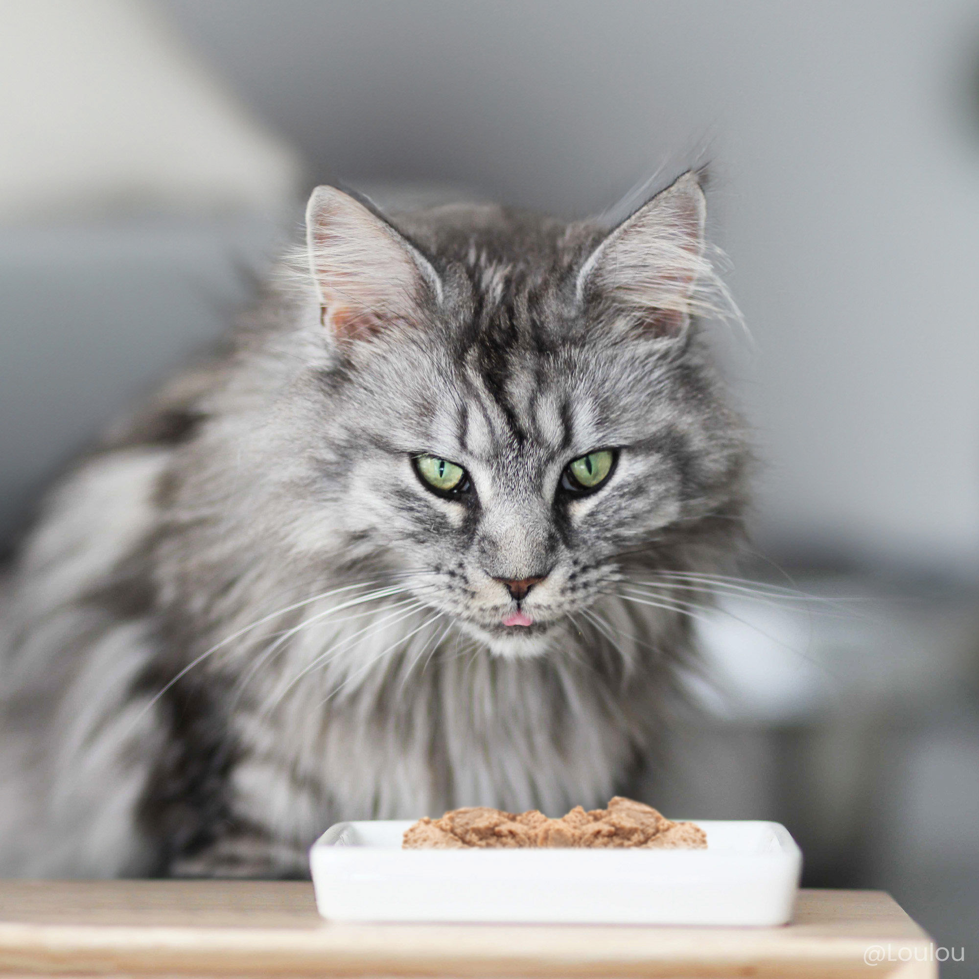 Maine Coon en intérieur assis devant une assiette blanche remplie de mousse sans céréales au poulet
