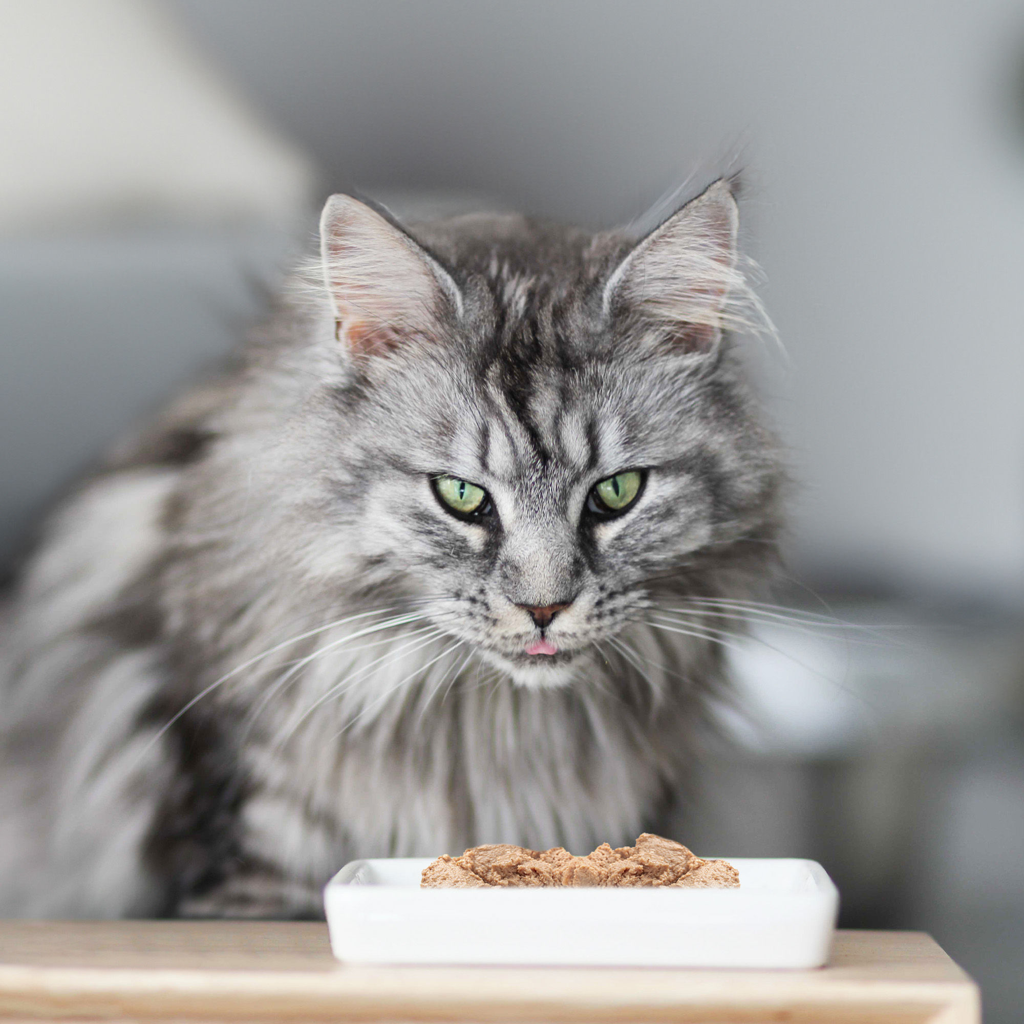 Maine Coon en intérieur assis devant une assiette blanche remplie de mousse sans céréales au poulet