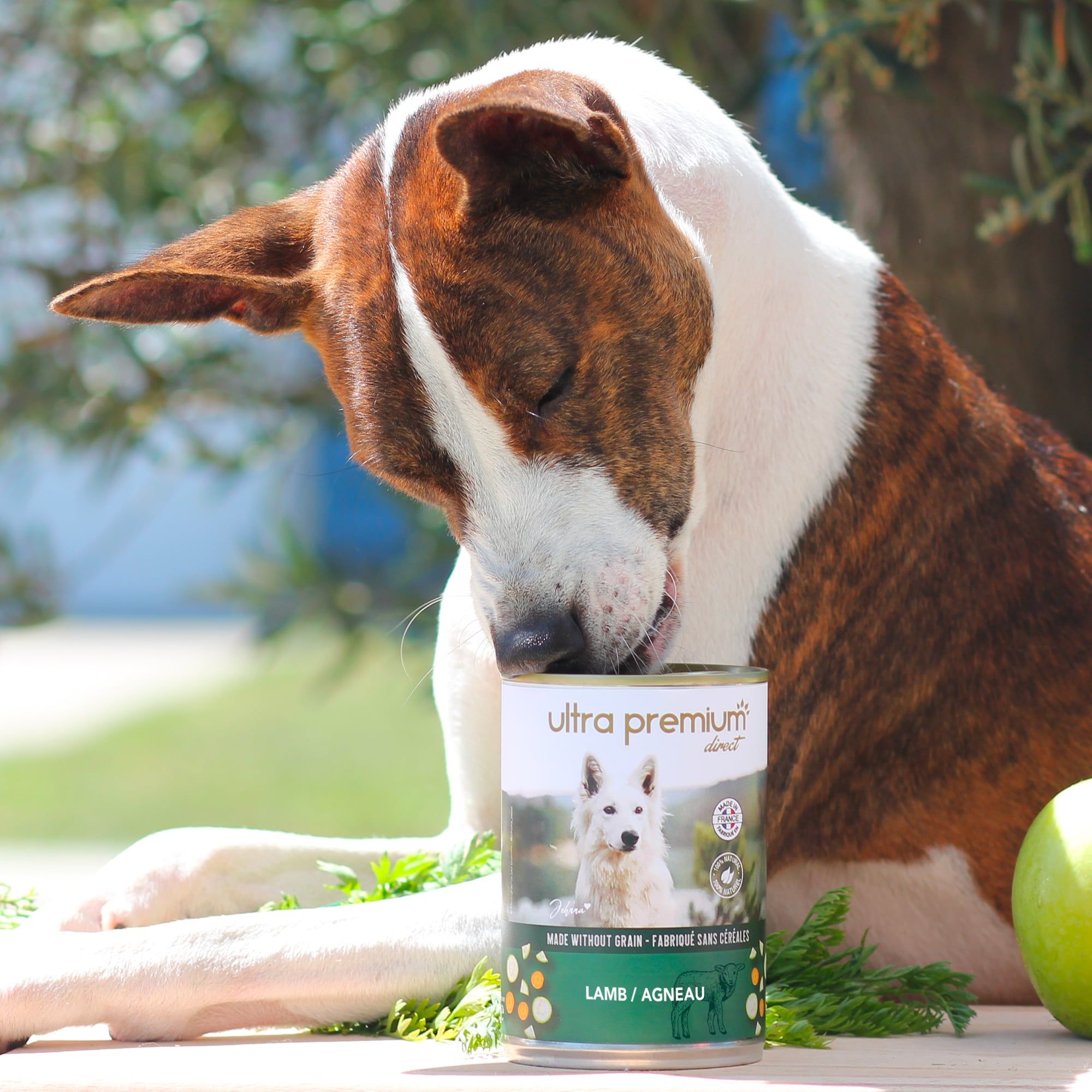 Bull terrier assis à côté d'une pâtée sans céréales à l'agneau