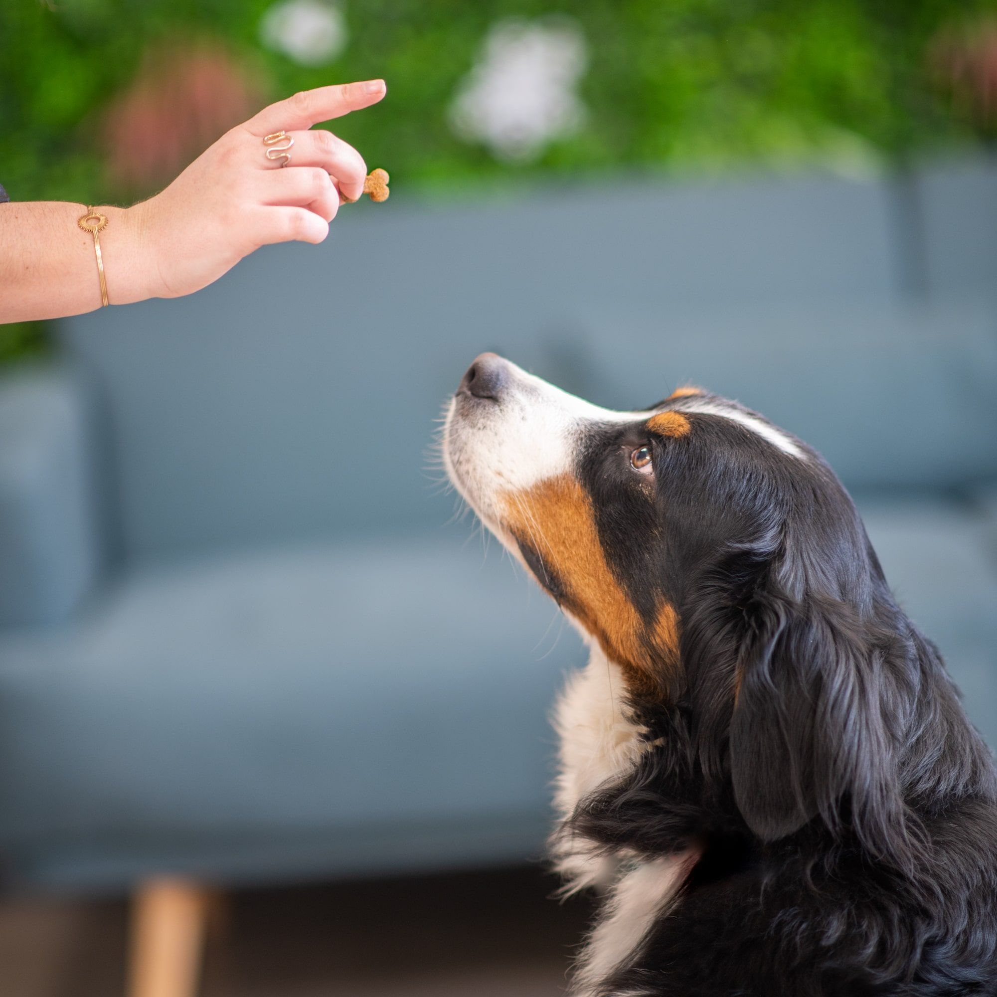 Friandise à l'agneau pour chien digestion sensible donné à un Bouvier bernois en intérieur