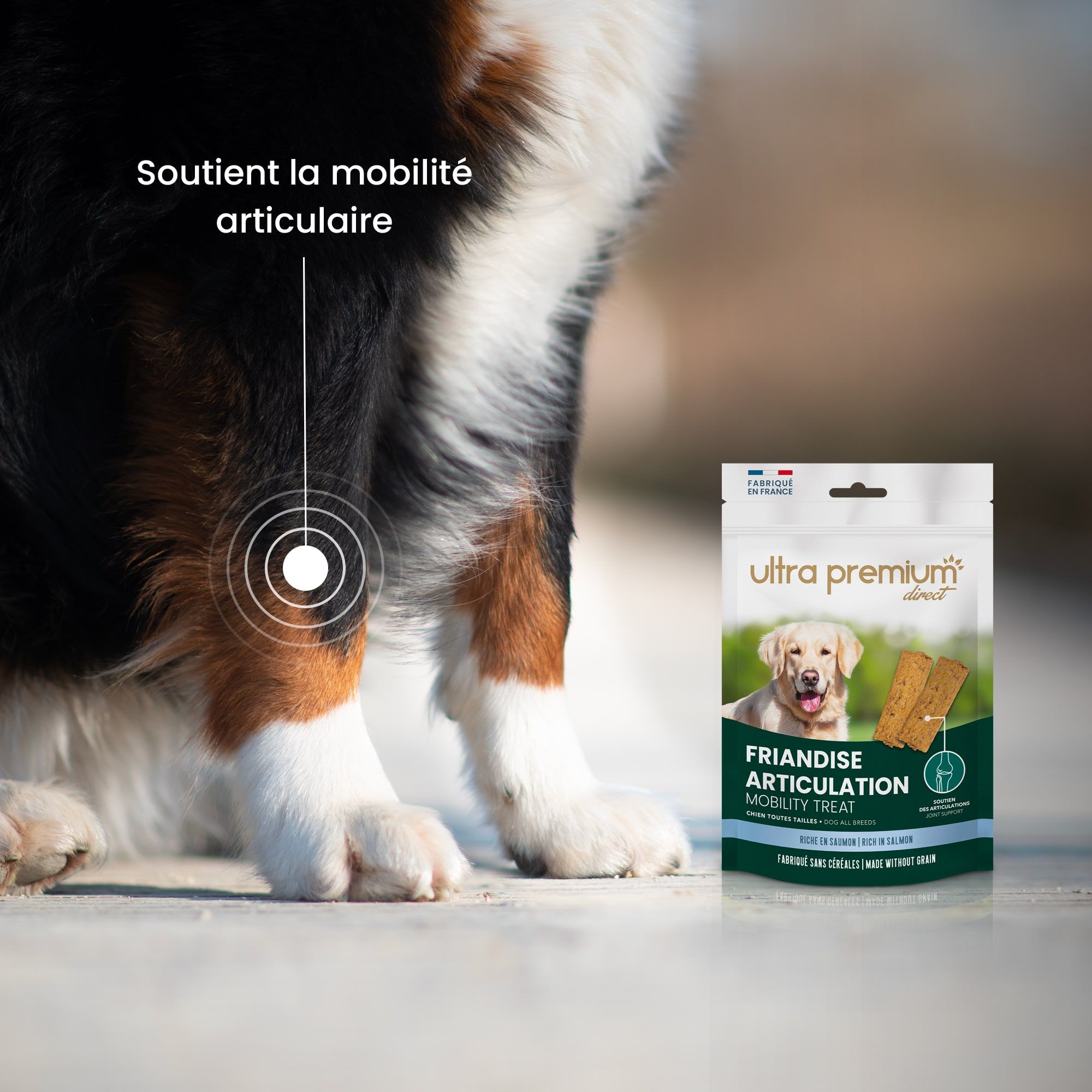 Bouvier bernois assis pour mettre en avant la mobilité articulaire des friandises articulation sans céréales