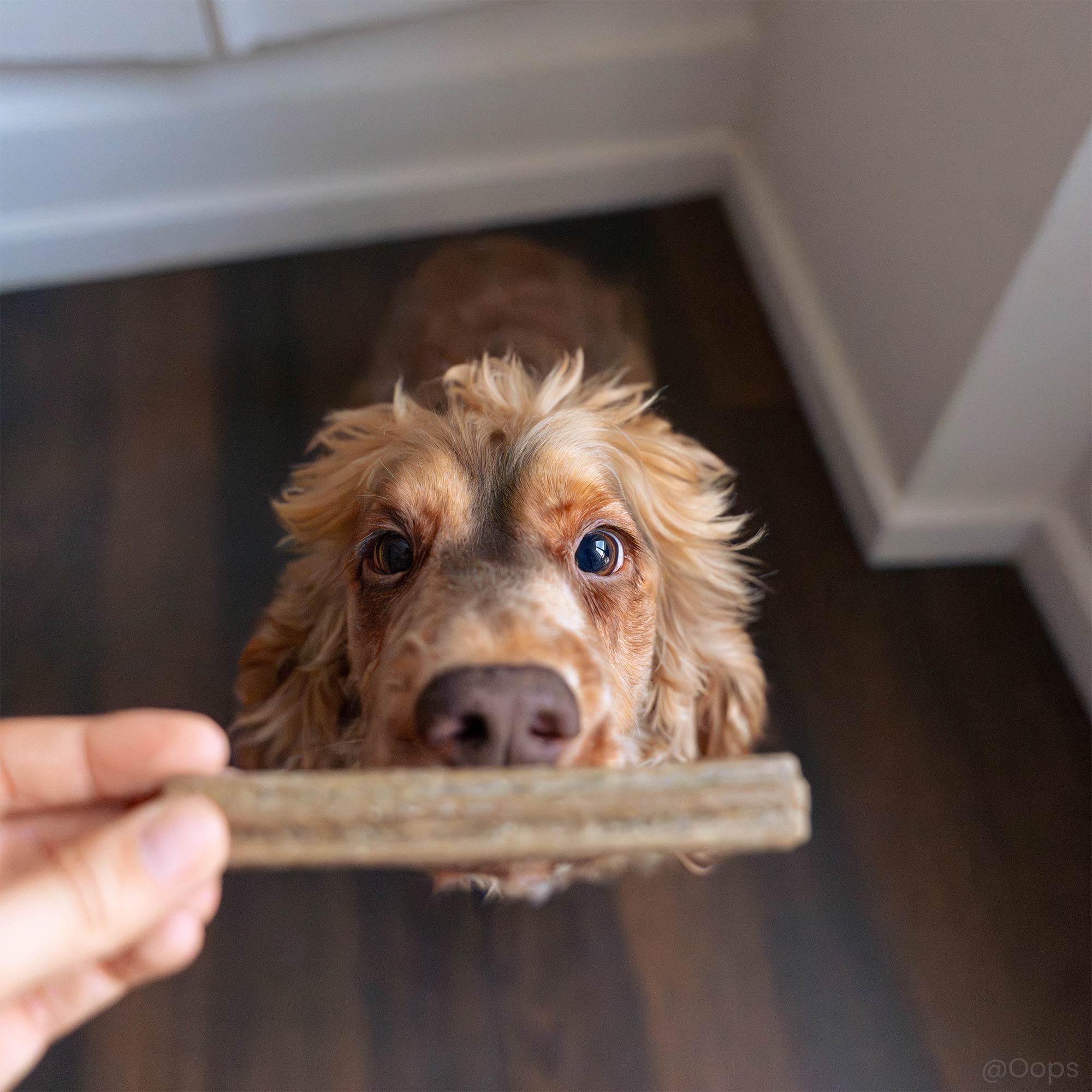 Bâtonnet à mâcher, issu du kit, donné à un chien