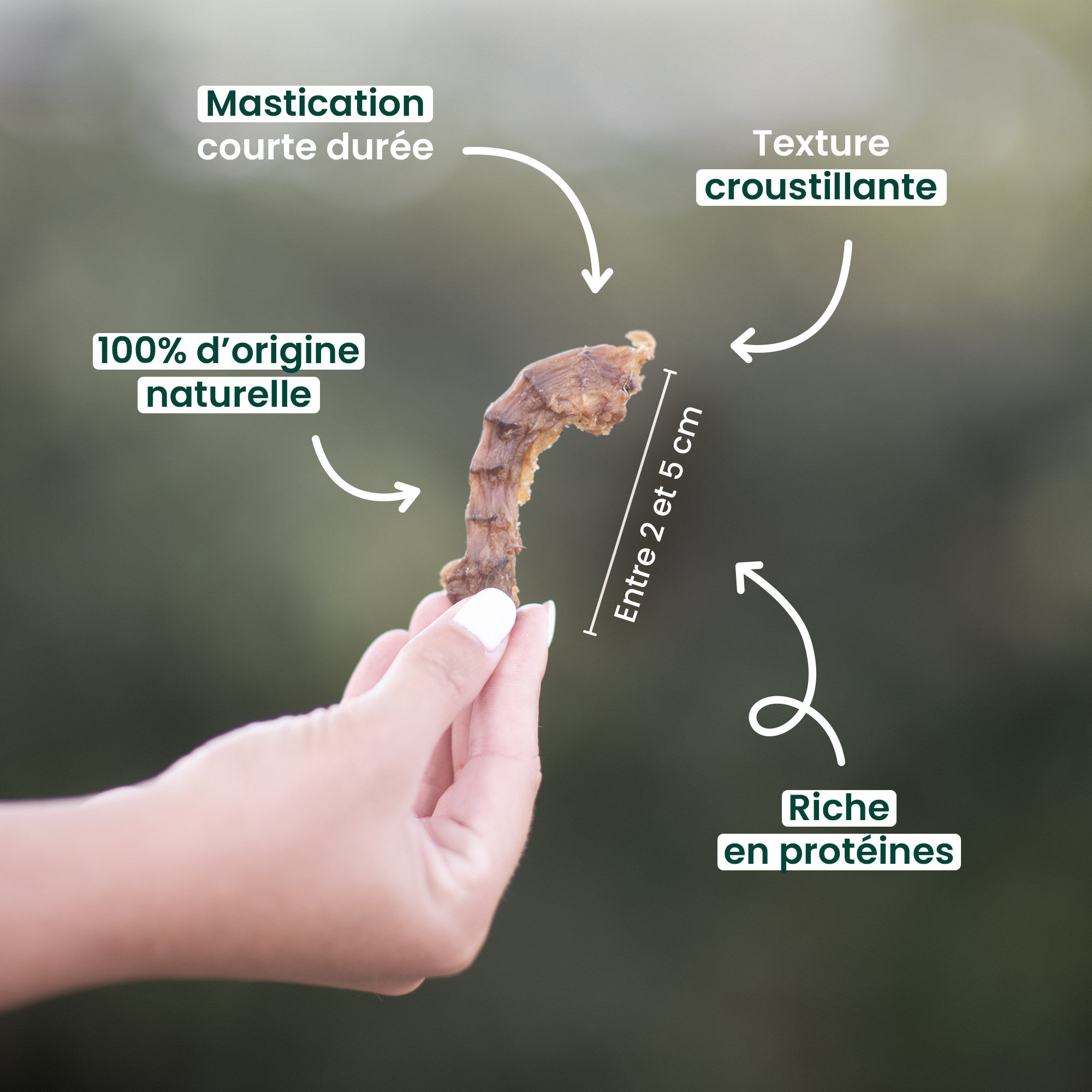 Mise en avant des bienfaits des cous de poulet pour chien