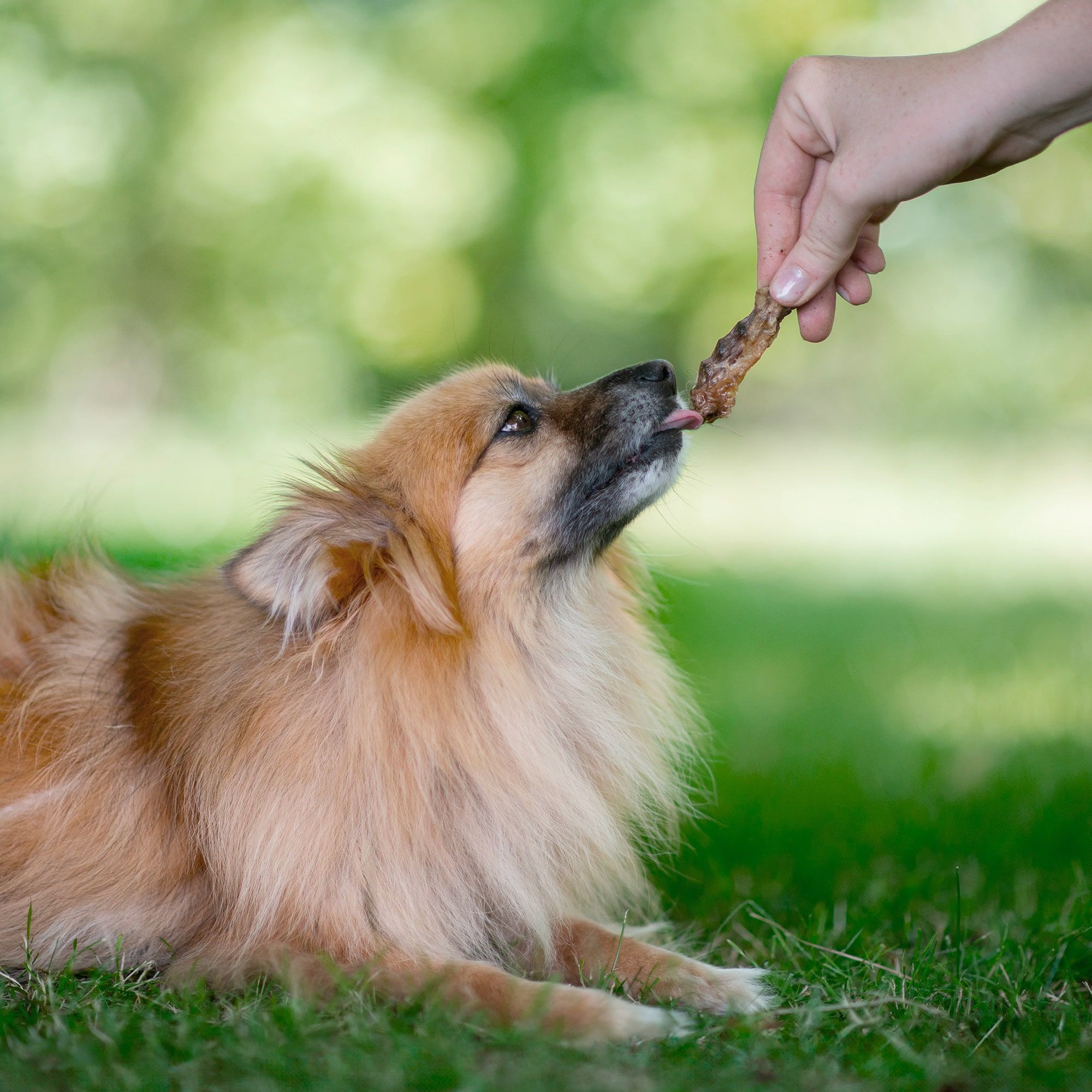 Cou de poulet donné à un Spitz nain assis dans l'herbe