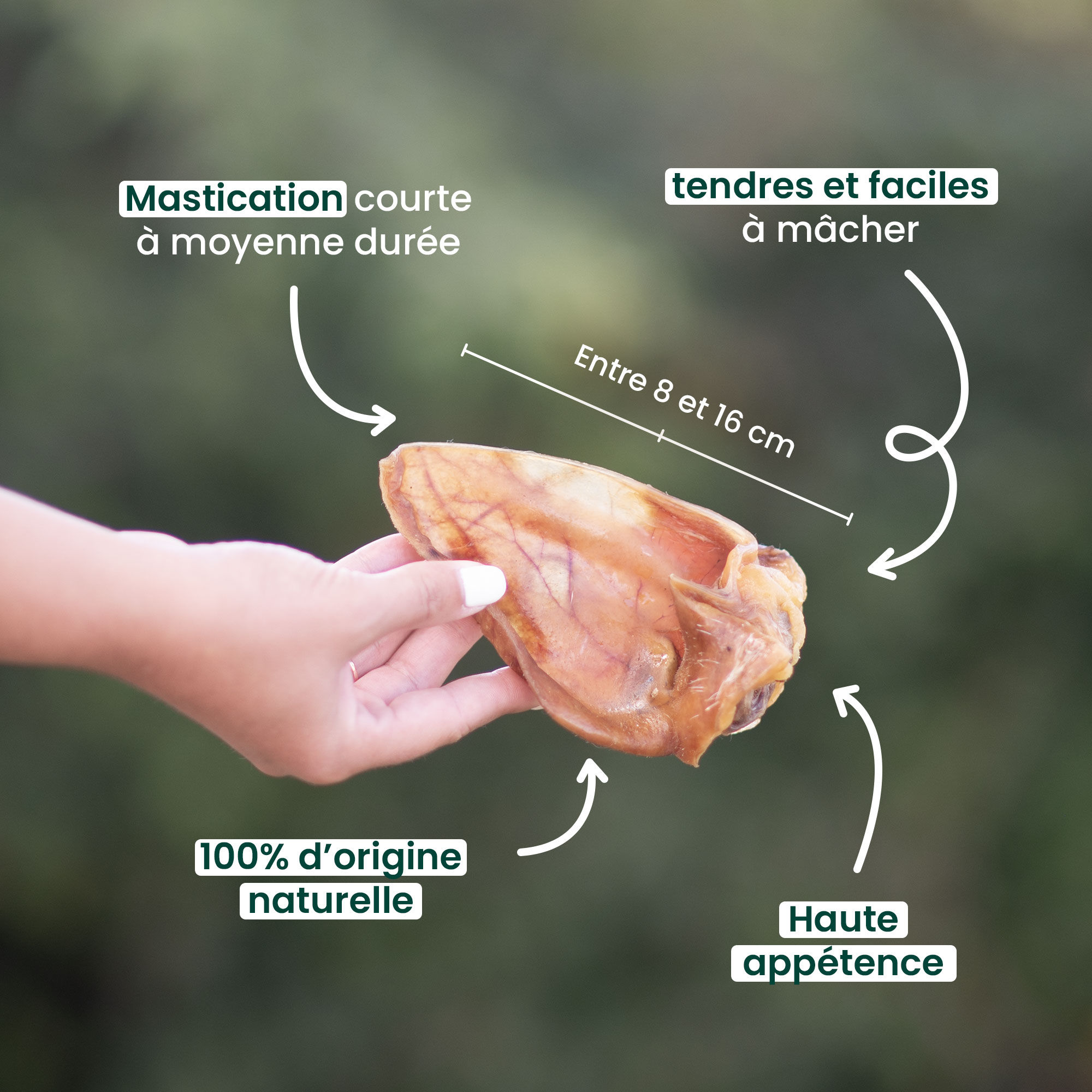 Mise en avant des bienfaits des oreilles de cochon pour chien