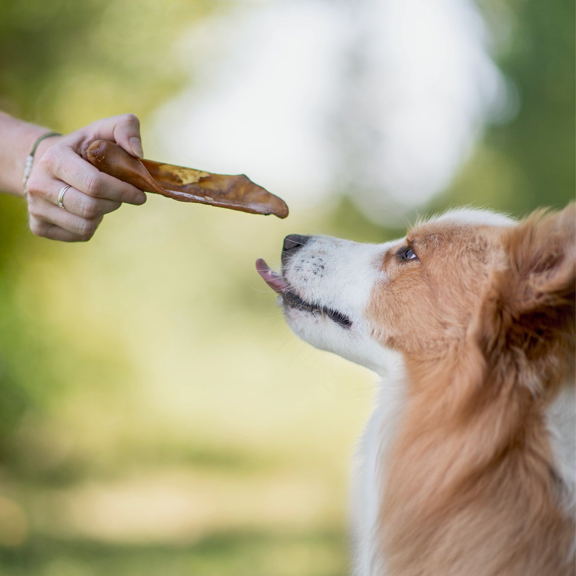 Oreille de cochon donnée à un Border Collie roux assis en extérieur